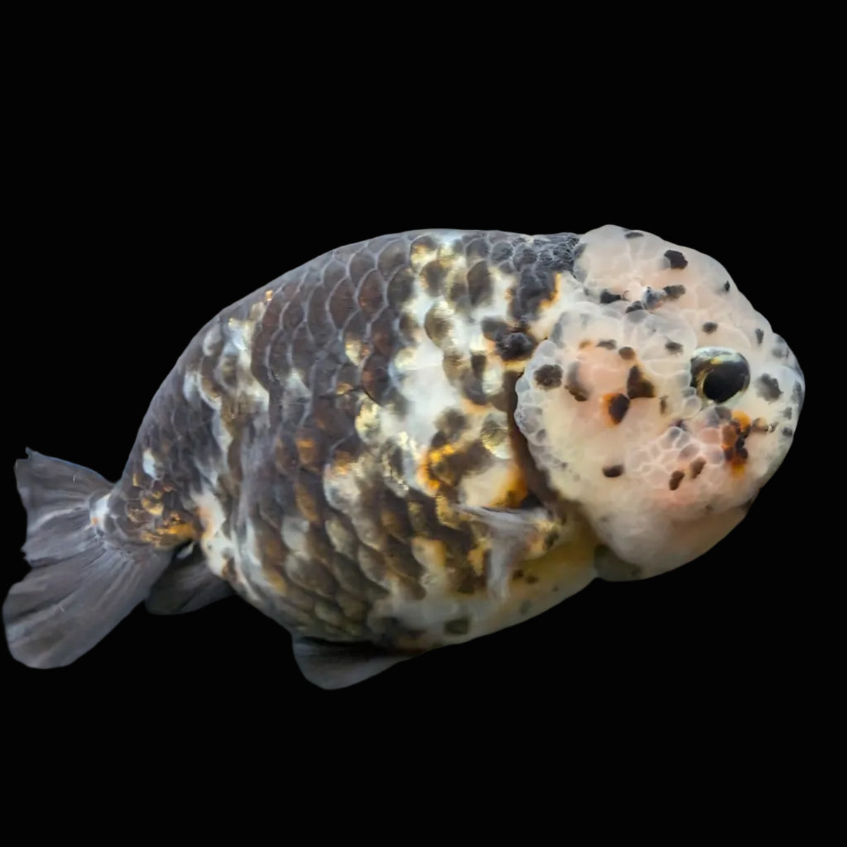 Jumbo Ranchu Heavy Ink Calico 4"-4.5" in. ID#918R8A-071