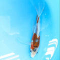 Shusui Butterfly Koi  6"-7'in. ID#727BFK-002