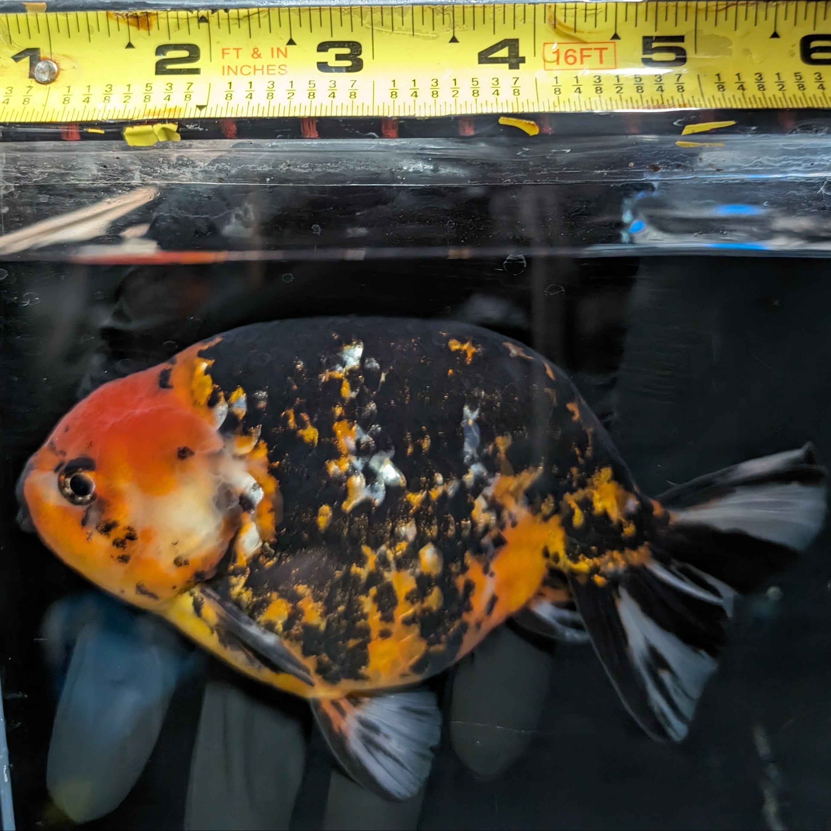 Jumbo Ranchu AA Grade *Special Color Calico 5.5"- 6"in. ID#116R4B-08