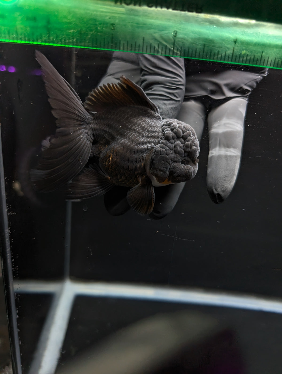 Thai Oranda Godzilla Black 3.5"-4"in.  ID#1023T1A-028