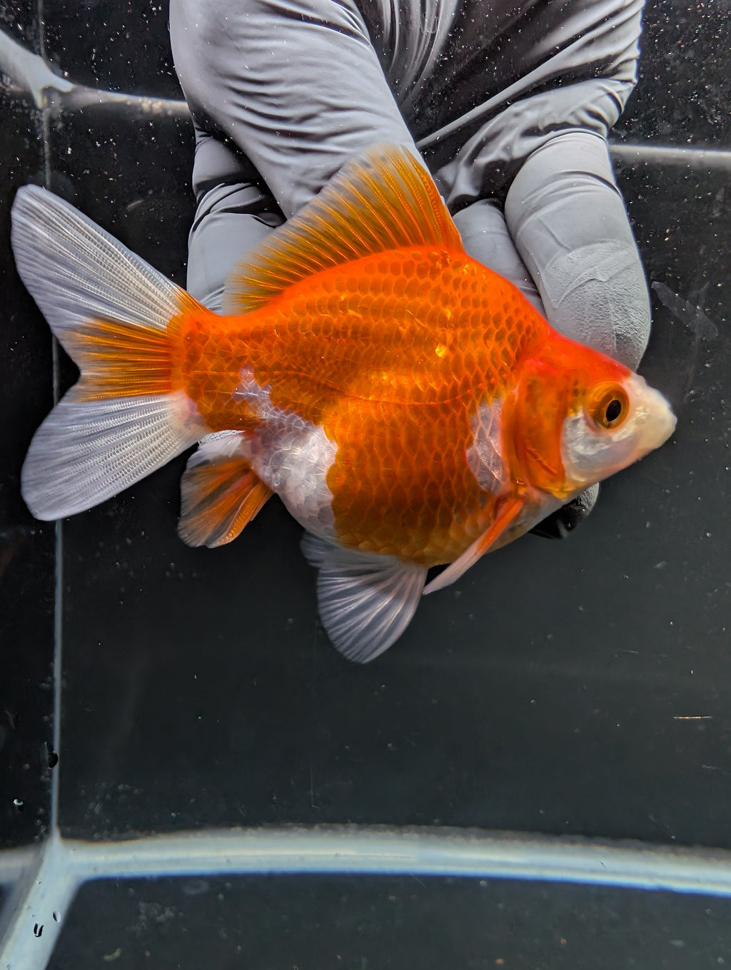 Tamasaba Red White 3"-3.5" in. ID#1009TM1B-005