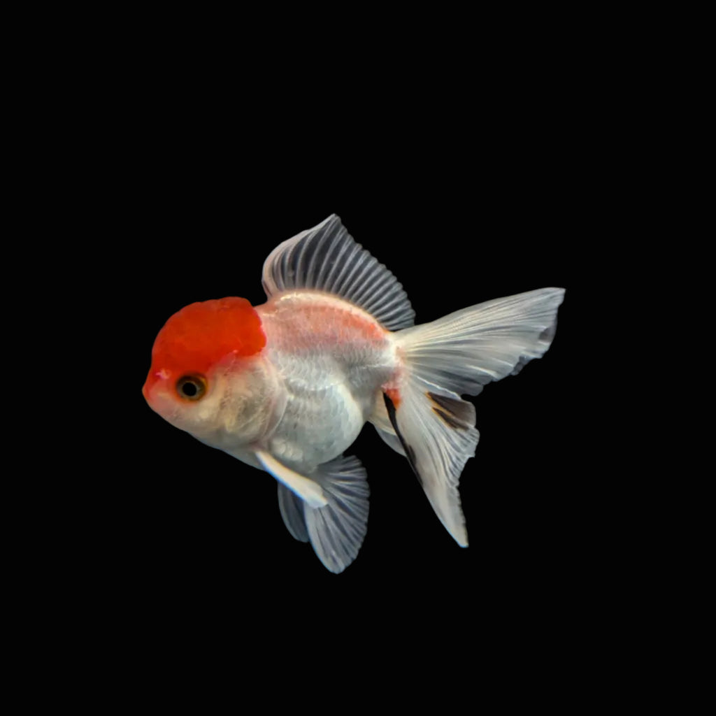 Juvenile Oranda Red Cap 3.5"-4" in.  ID#320T13b-015