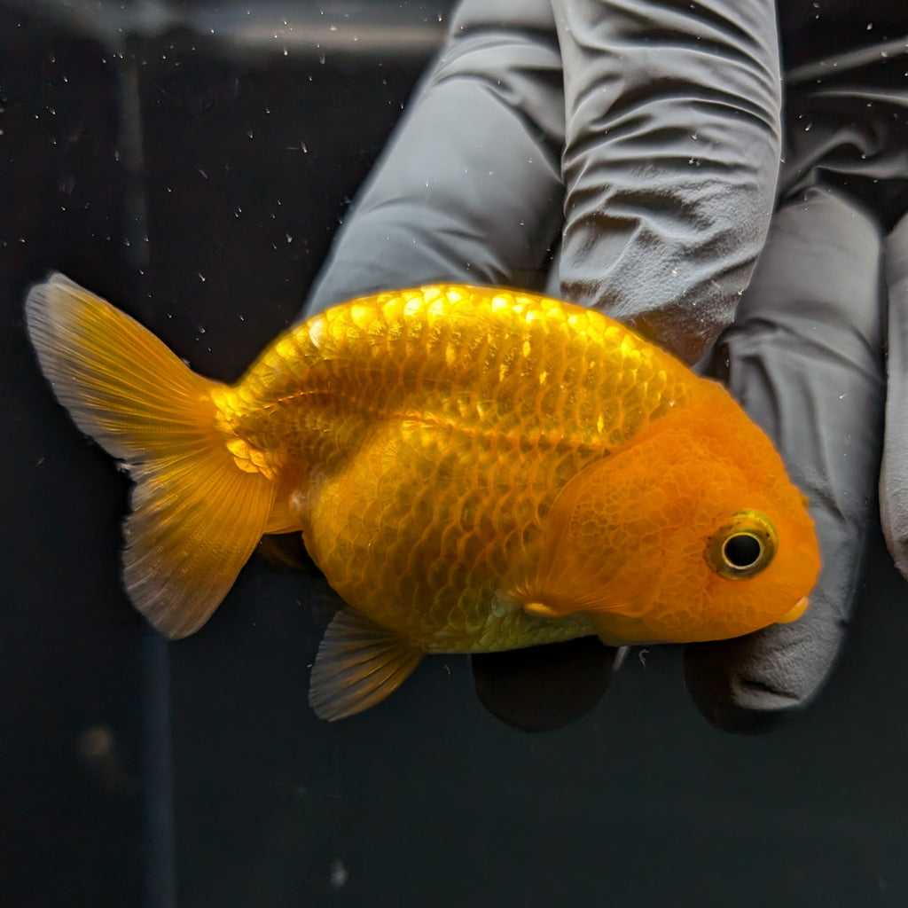 Ranchu Red White 2.5"-3" in. ID#724R4A-030