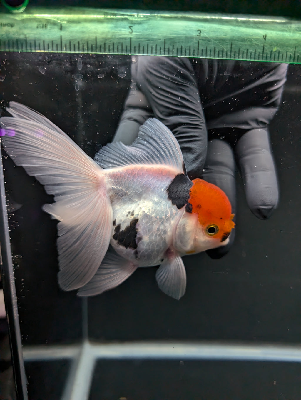 Thai Oranda Tricolor 4"-4.5"in.  ID#1016T1A-006