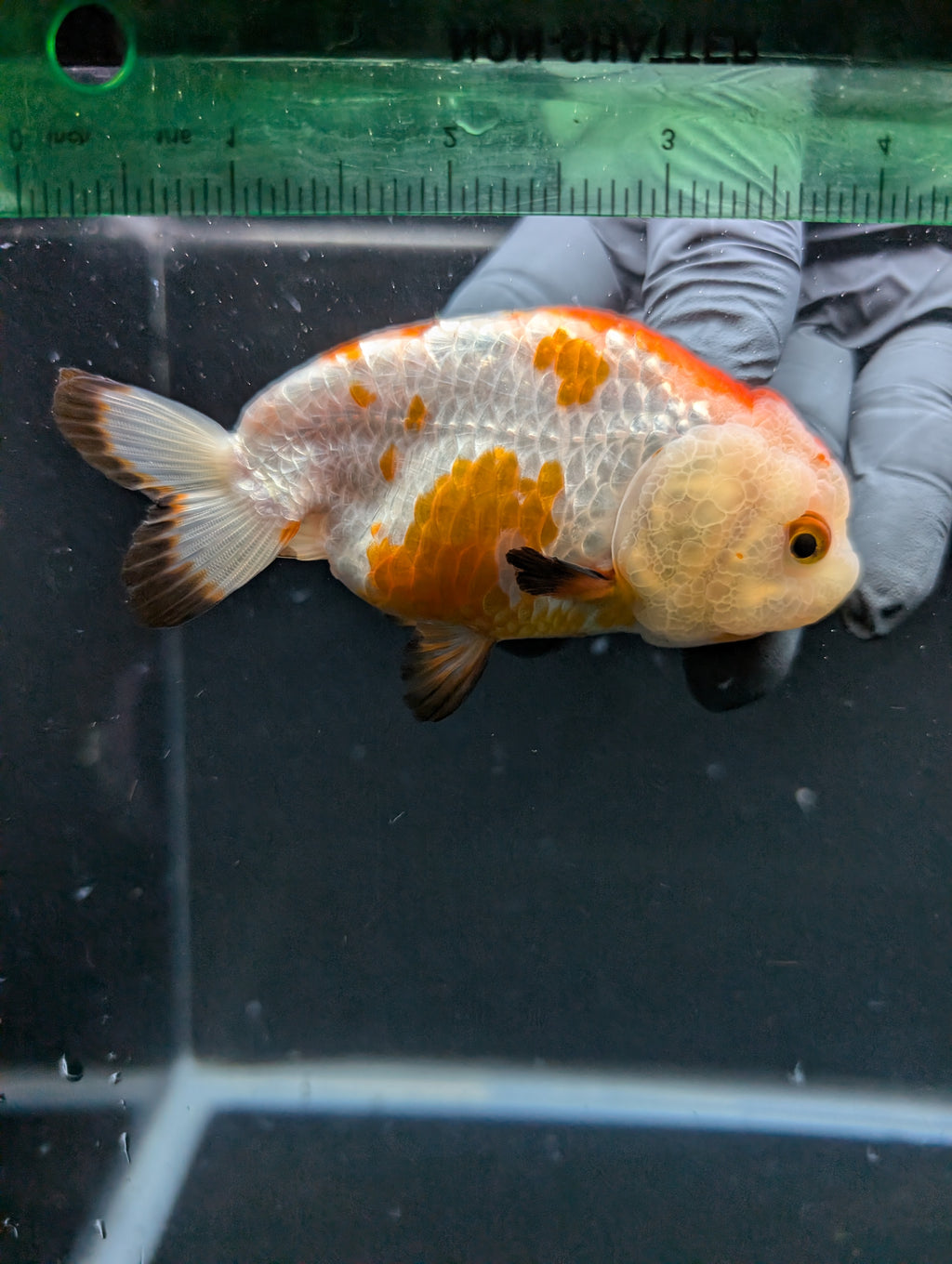 Ranchu Tricolor 4"in. ID#828R4A-027