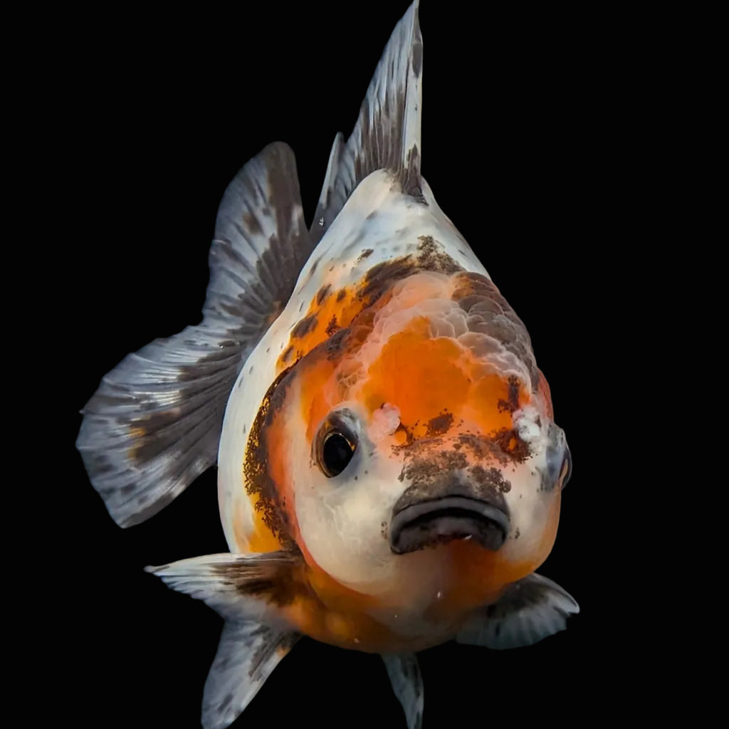 Thai Oranda Shogun Calico 4" in. ID#626SG7A-005