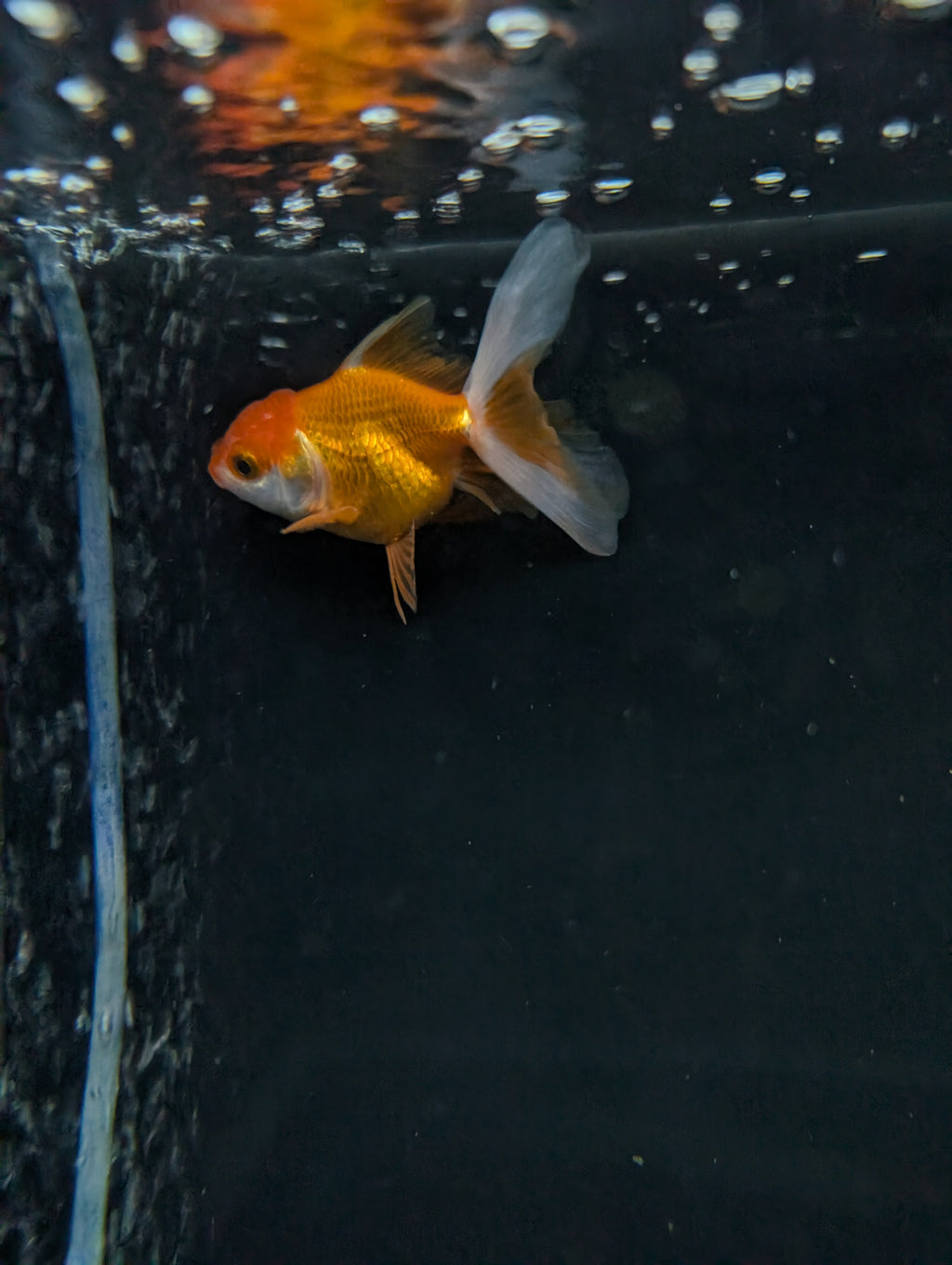 Juvenile Oranda  Red White 3"-3.5"in.  ID#619T1A-013