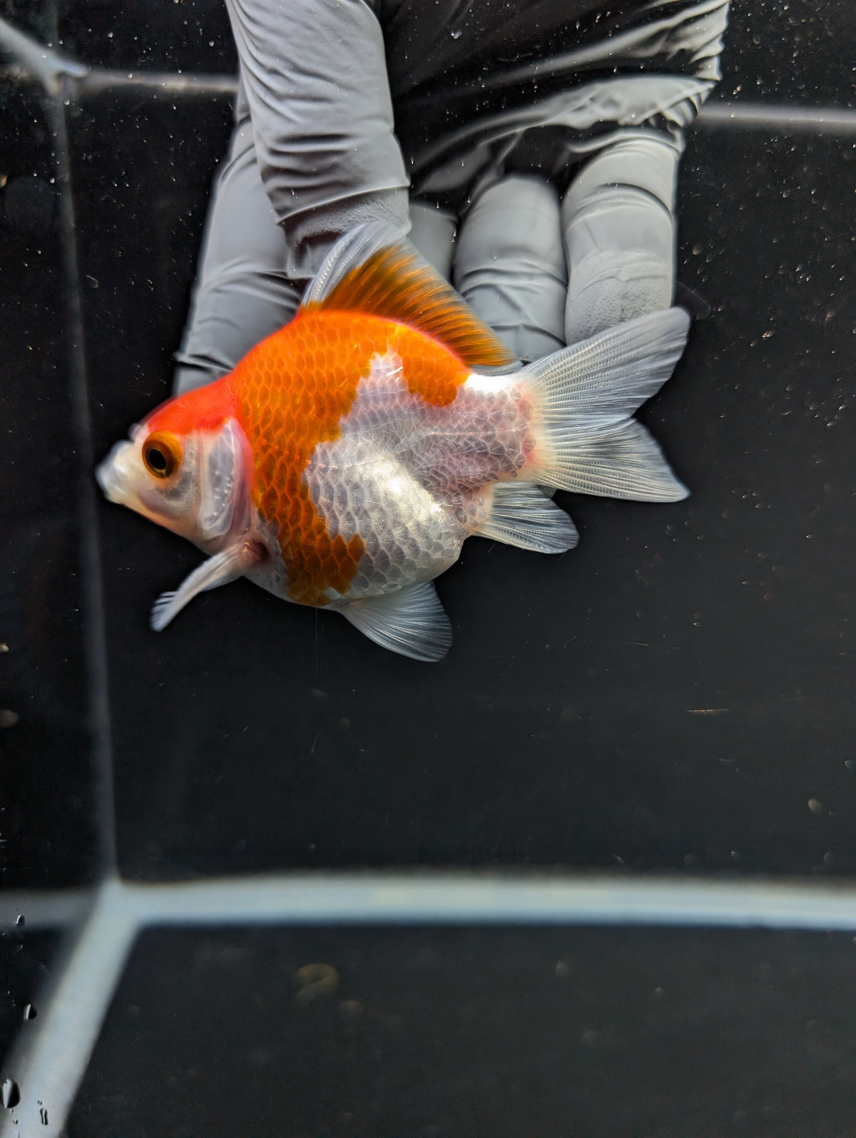 Tamasaba Red White 3"-3.5" in. ID#1009TM1B-012
