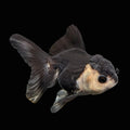Thai Baby Oranda Panda 3"in.  ID#807T1A-003
