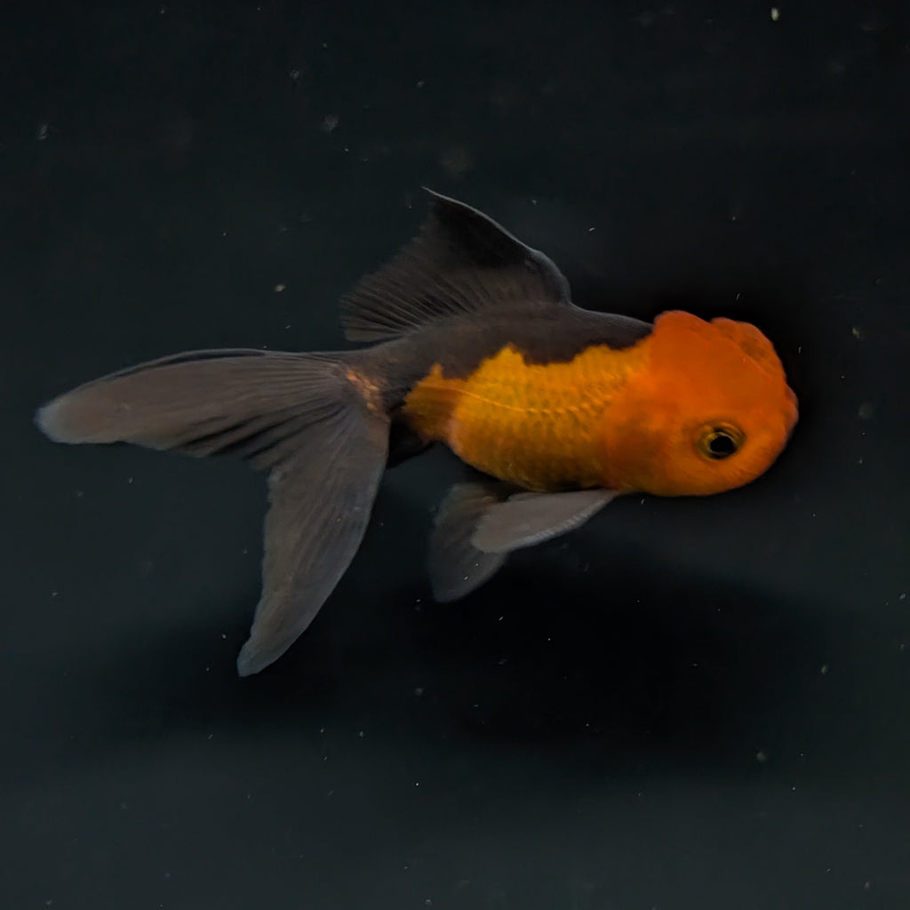 Juvenile Oranda Red Black 3"-3.5"in.  ID#522T1A-003 Please See Notes.