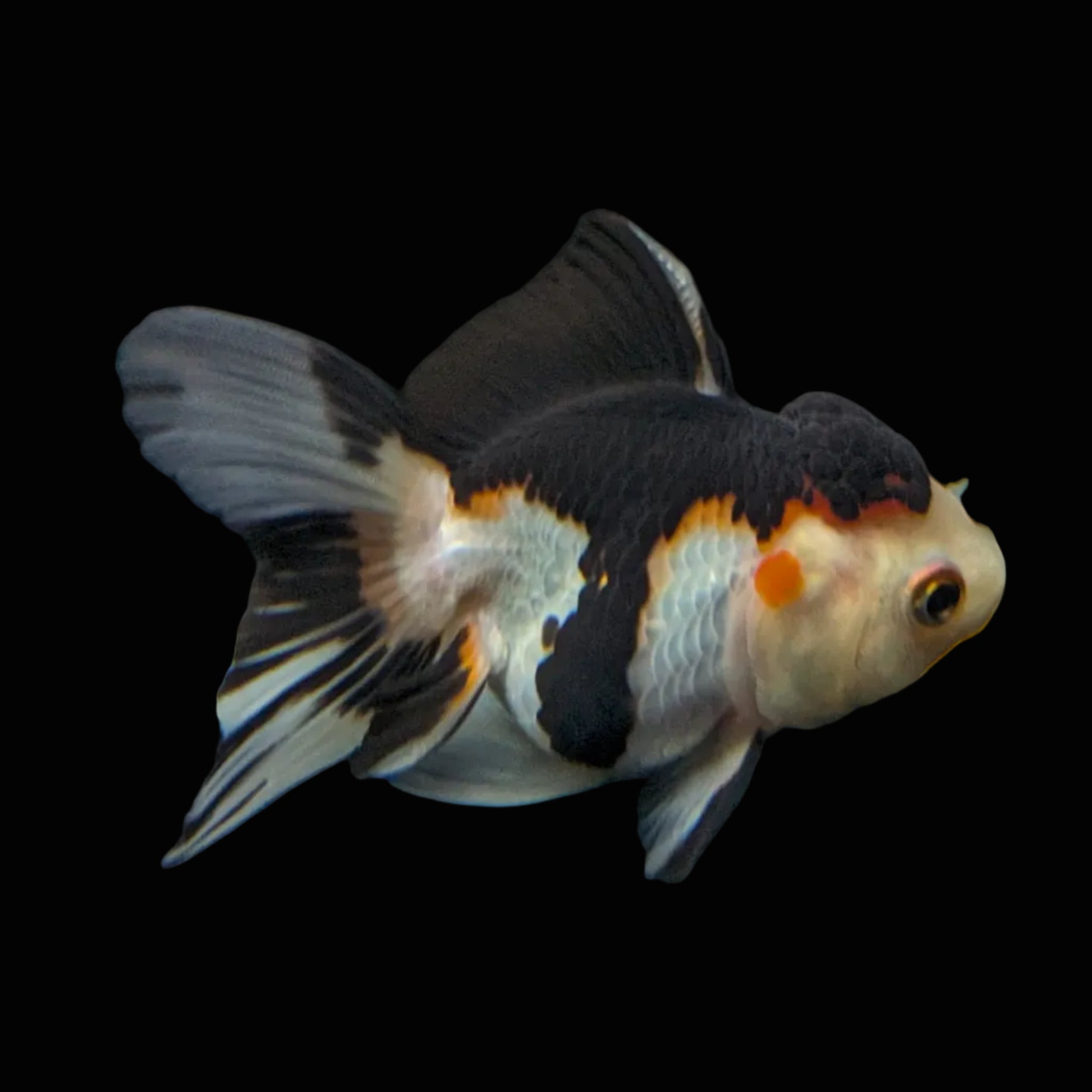 Juvenile Thai Oranda Tricolor Panda 3.5"in.  ID#821T1A-024