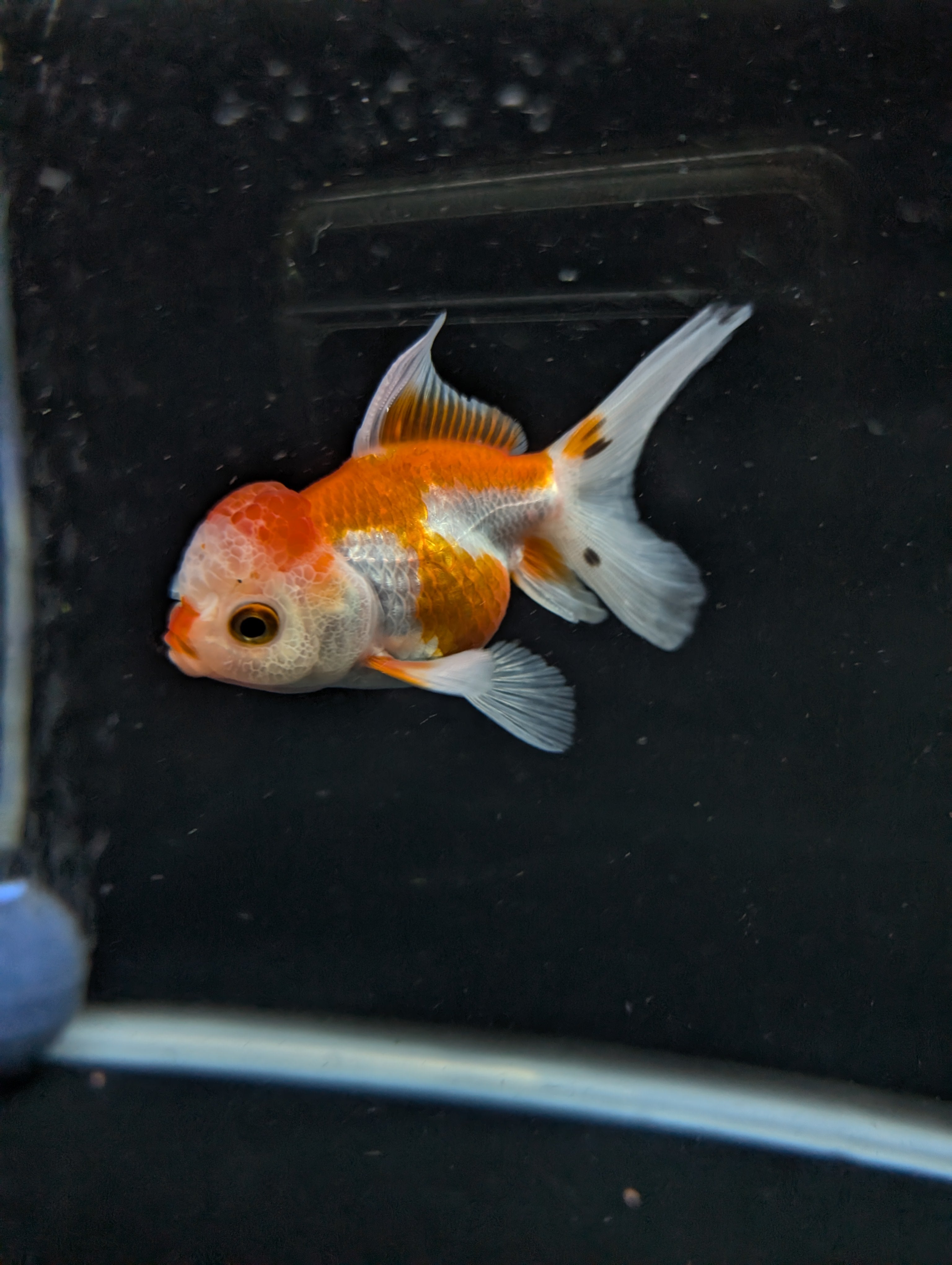 Juvenile Oranda  Red White 3"-3.5"in.  ID#619T1A-010
