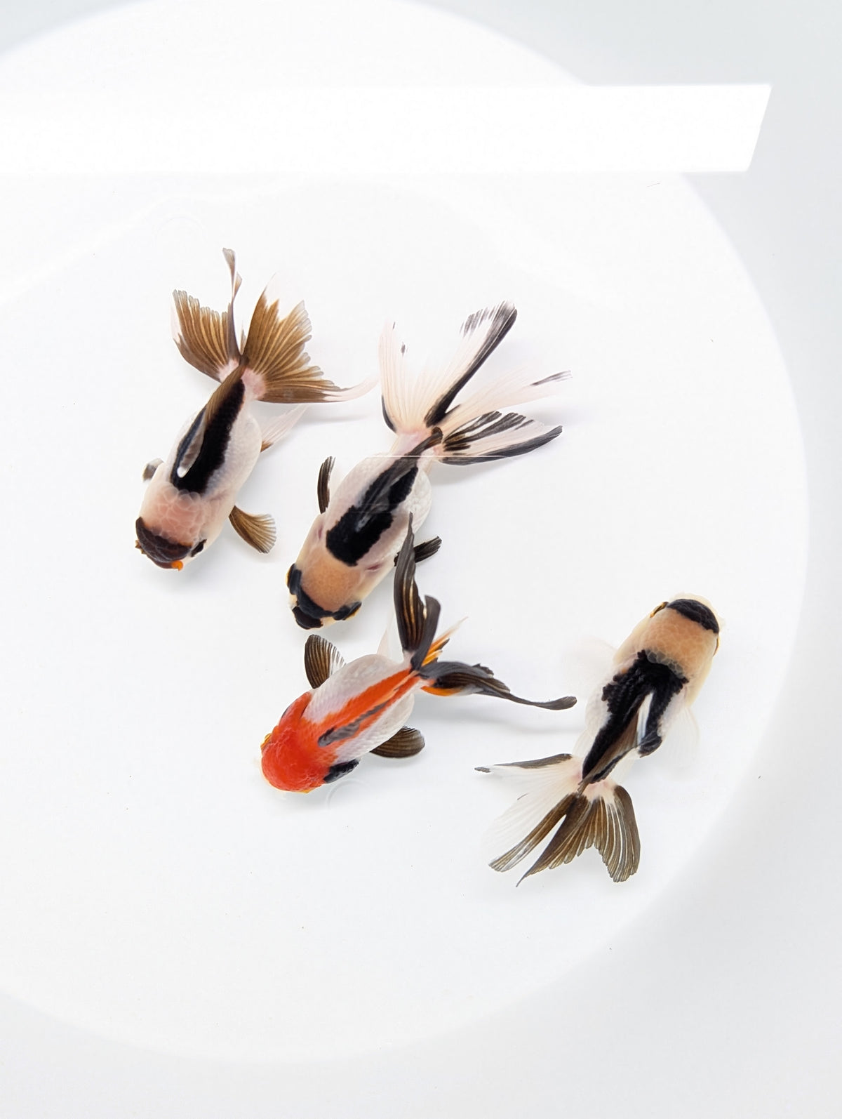 BULK 3PACK  - Thai Oranda Tricolor / Panda Mix 3"-3.5" in. *Assorted Dealers Choice