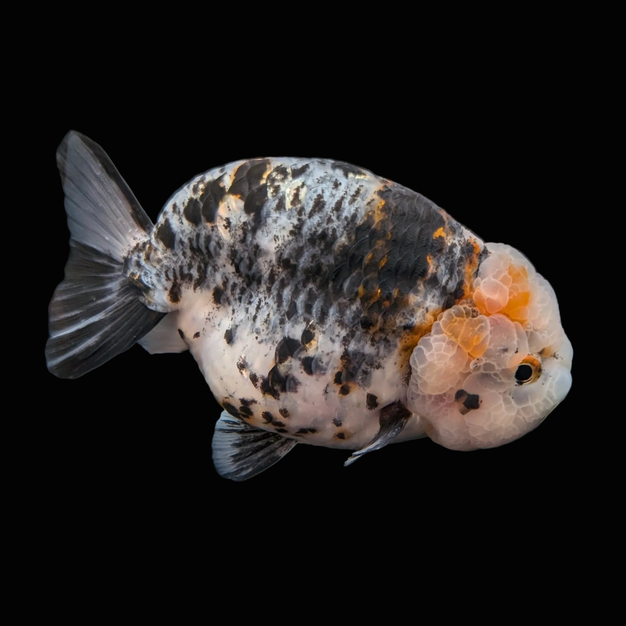 Jumbo Ranchu Kirin Calico 4.5"-5" in. ID#814R8A-024
