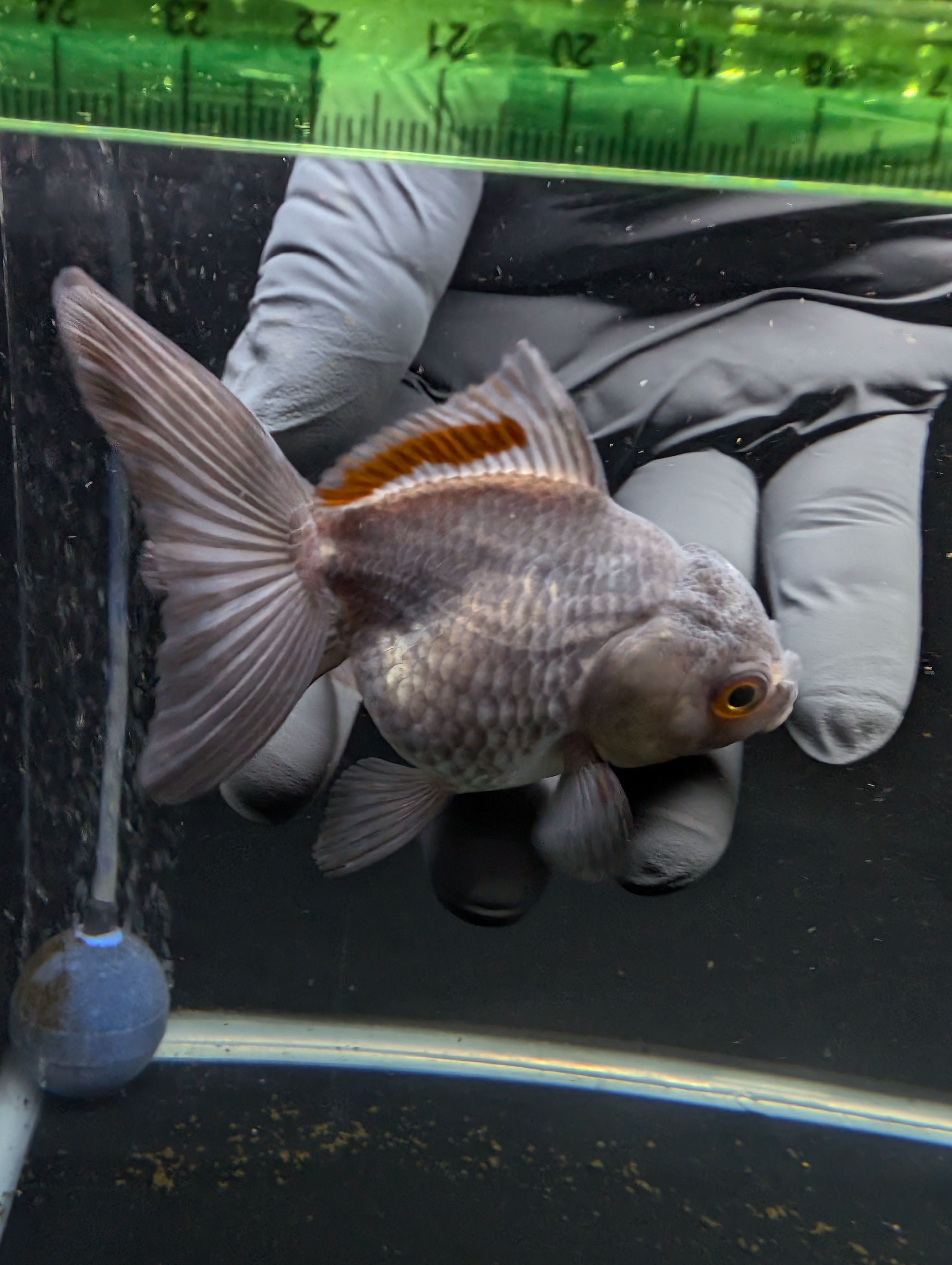 Juvenile Oranda Lavender 3"-3.5"in.  ID#619T1A-001