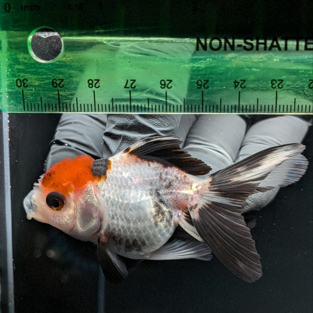 Thai Baby Oranda Tricolor 3"in.  ID#807T1A-002