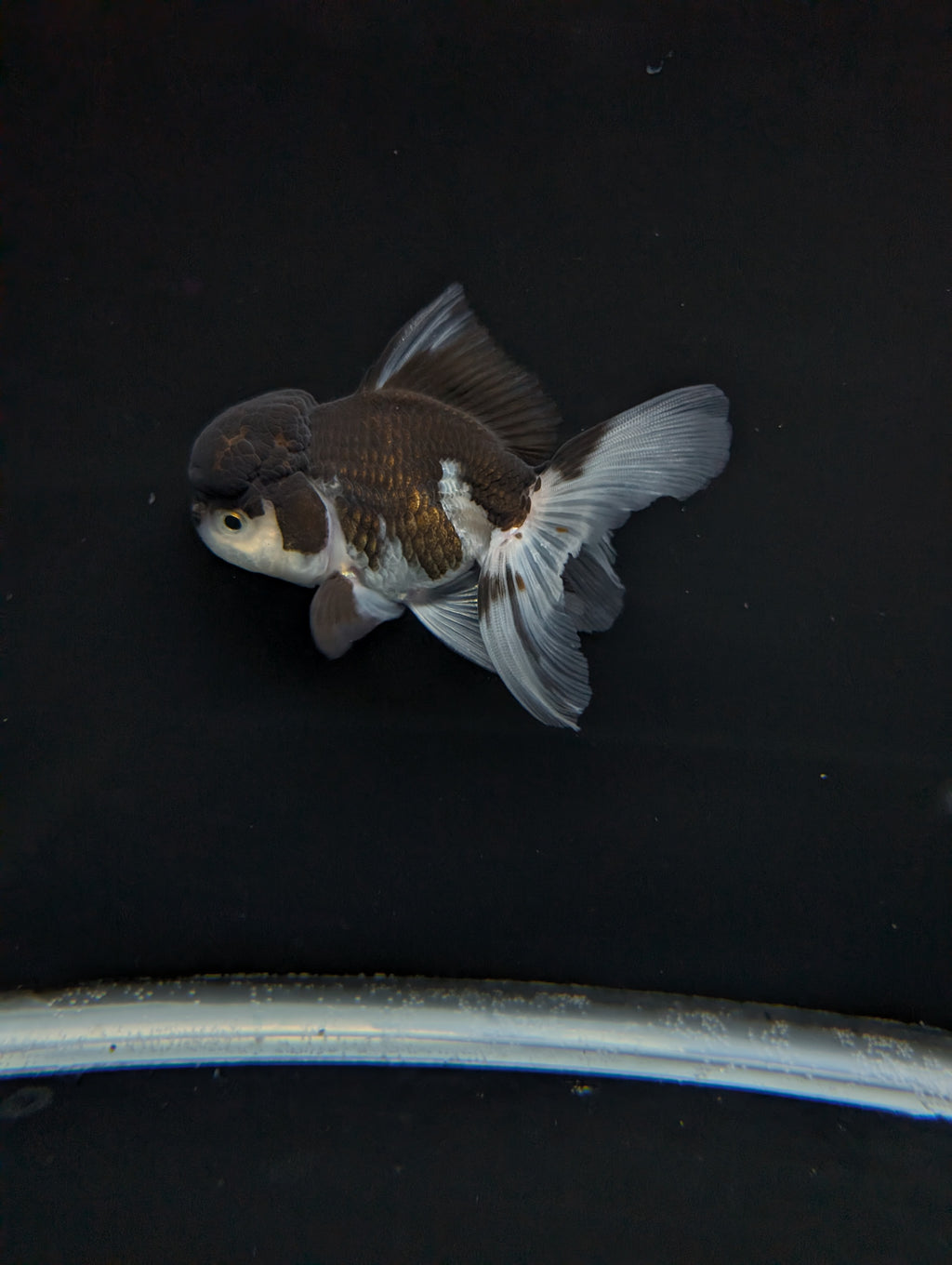 Thai Oranda Panda 4"-4.5"in.  ID#1023T1A-024