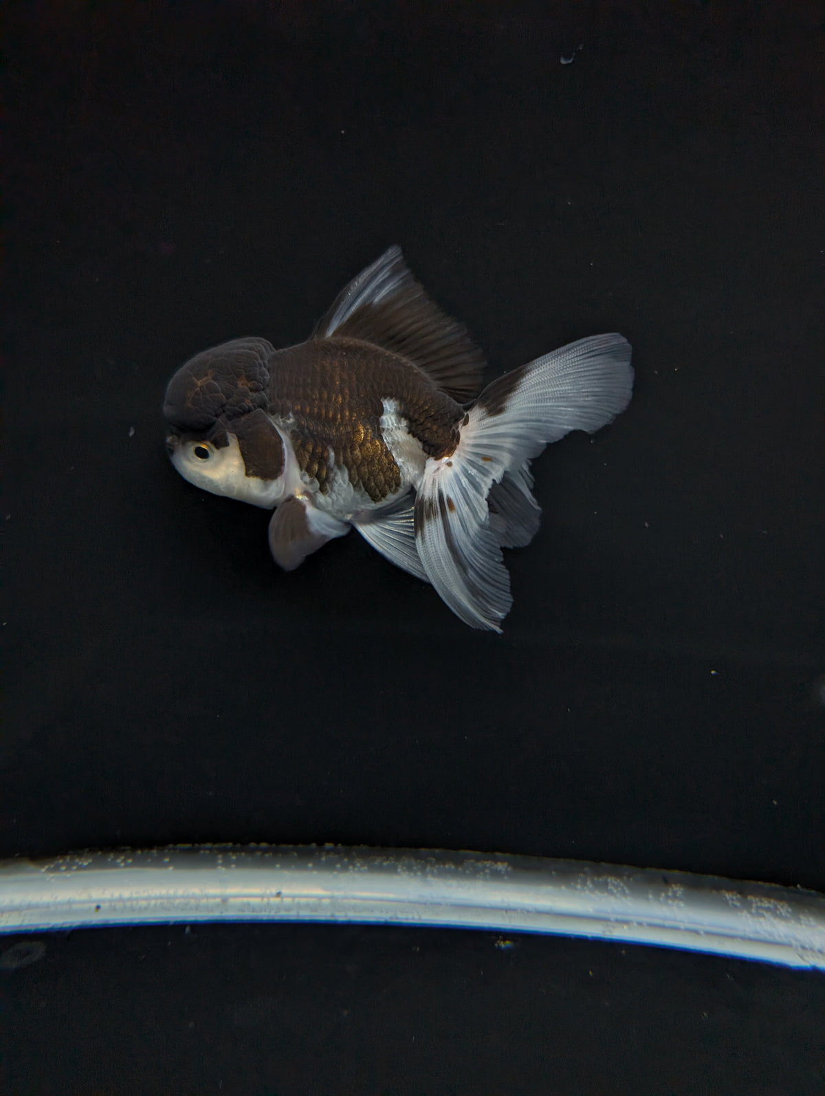 Thai Oranda Panda 4"-4.5"in.  ID#1023T1A-024