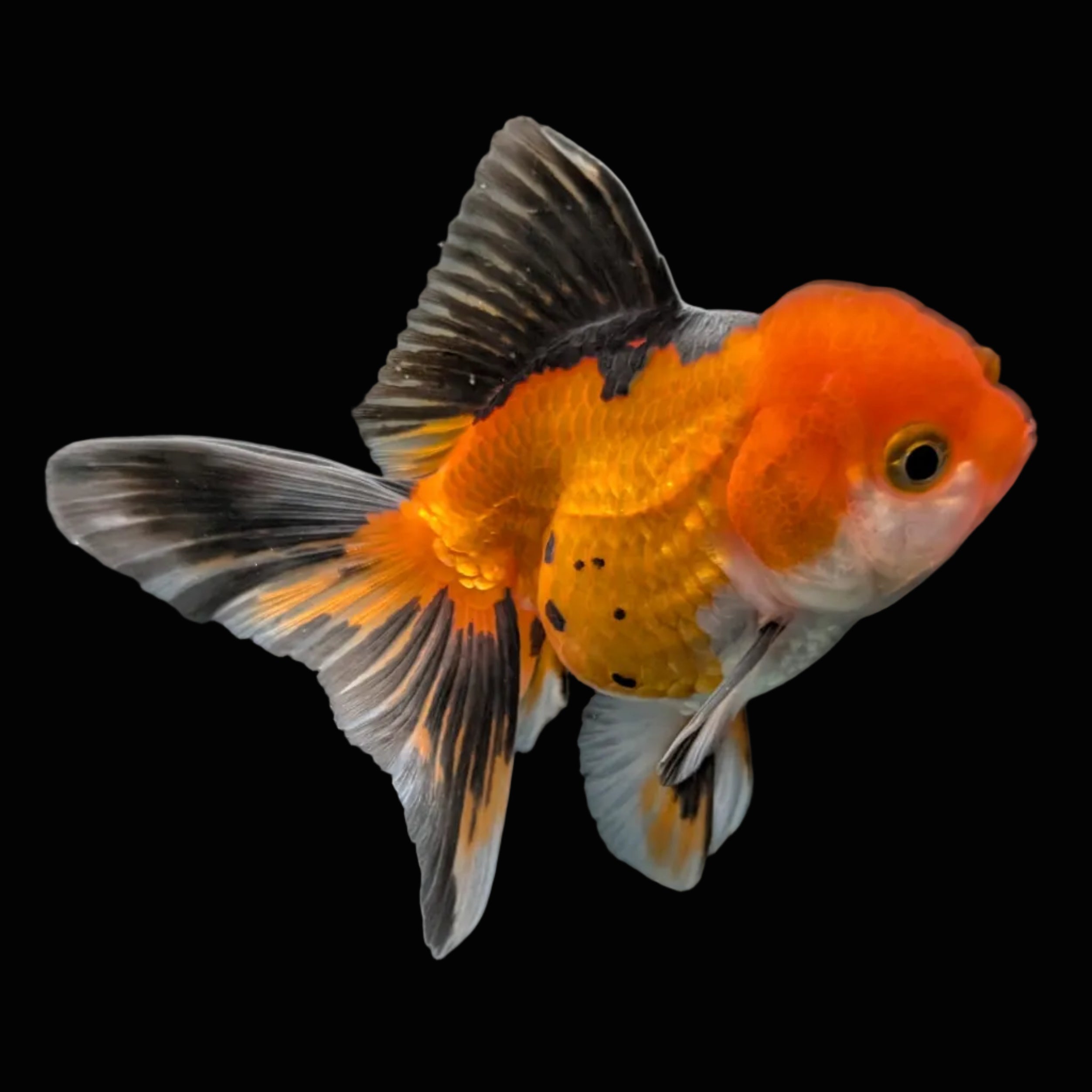 Juvenile Oranda Tricolor 3.5"-4" in.  ID#417T7A-003