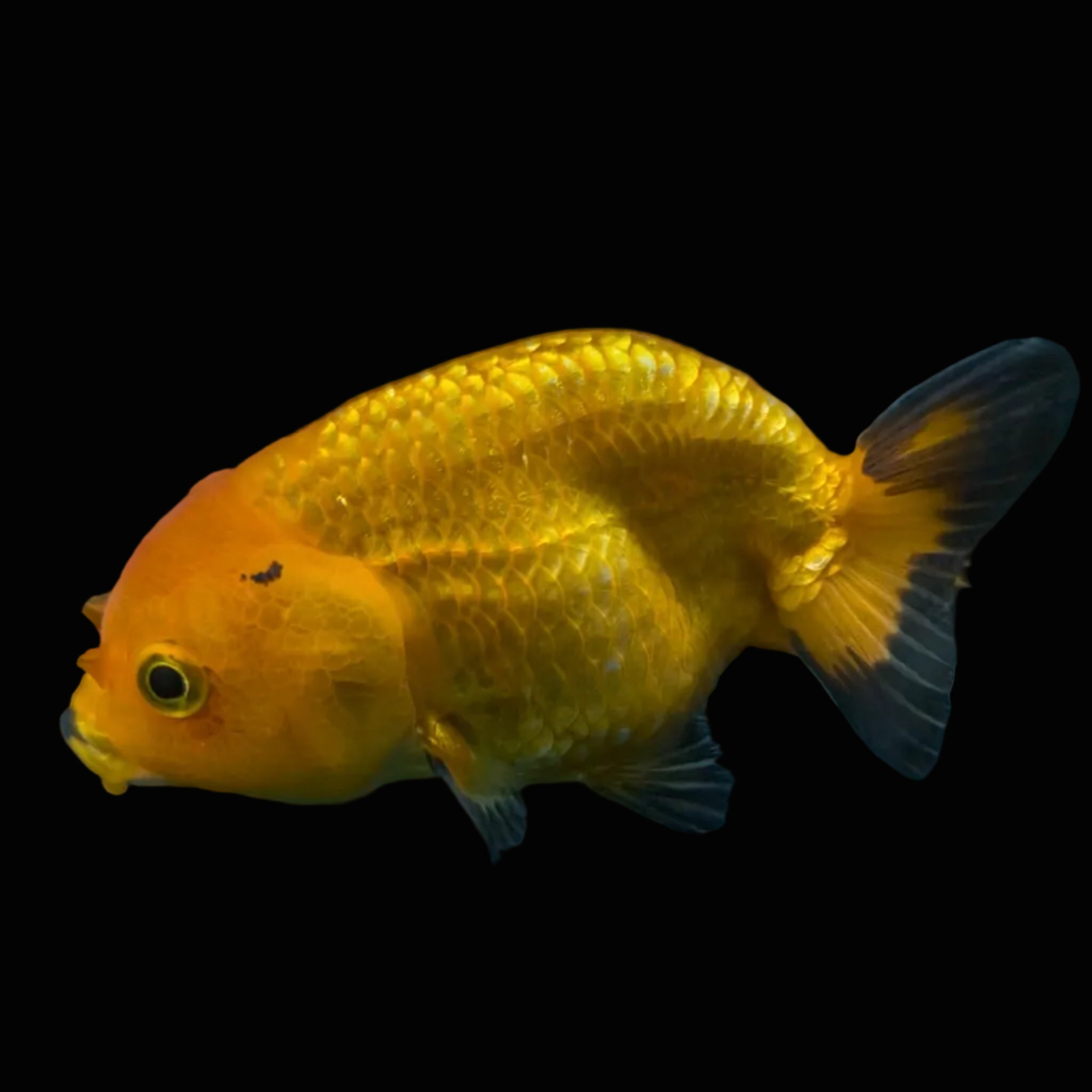 Ranchu Red Black 4"-4.5"in. ID#821R4A-056