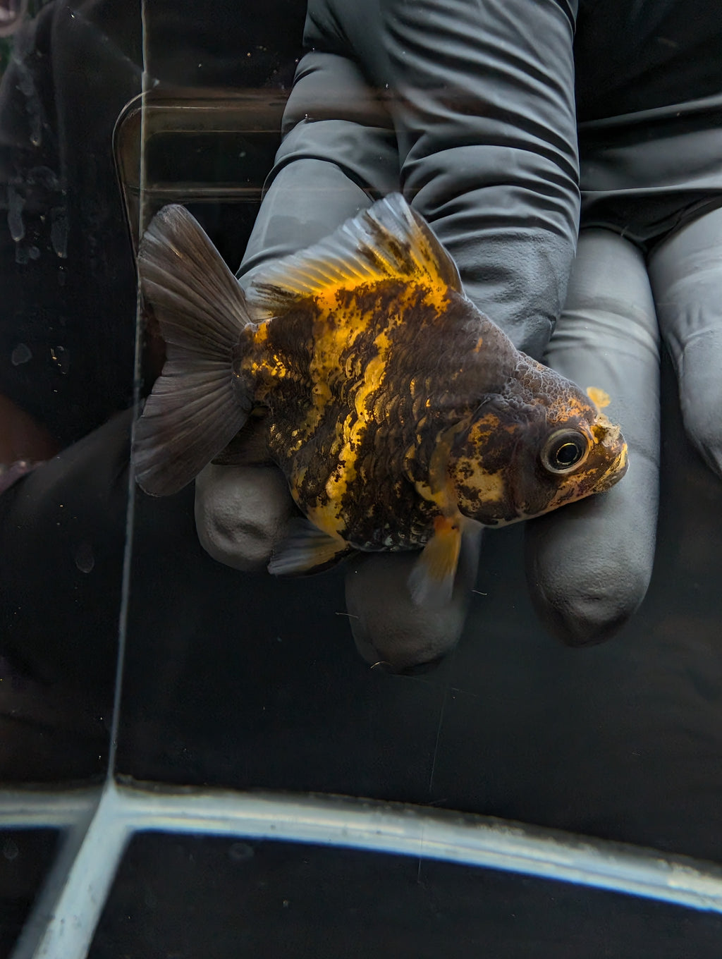 Baby Thai Shogun Oranda Tiger Calico 2"-2.5" in. ID#1023BSG11A-024