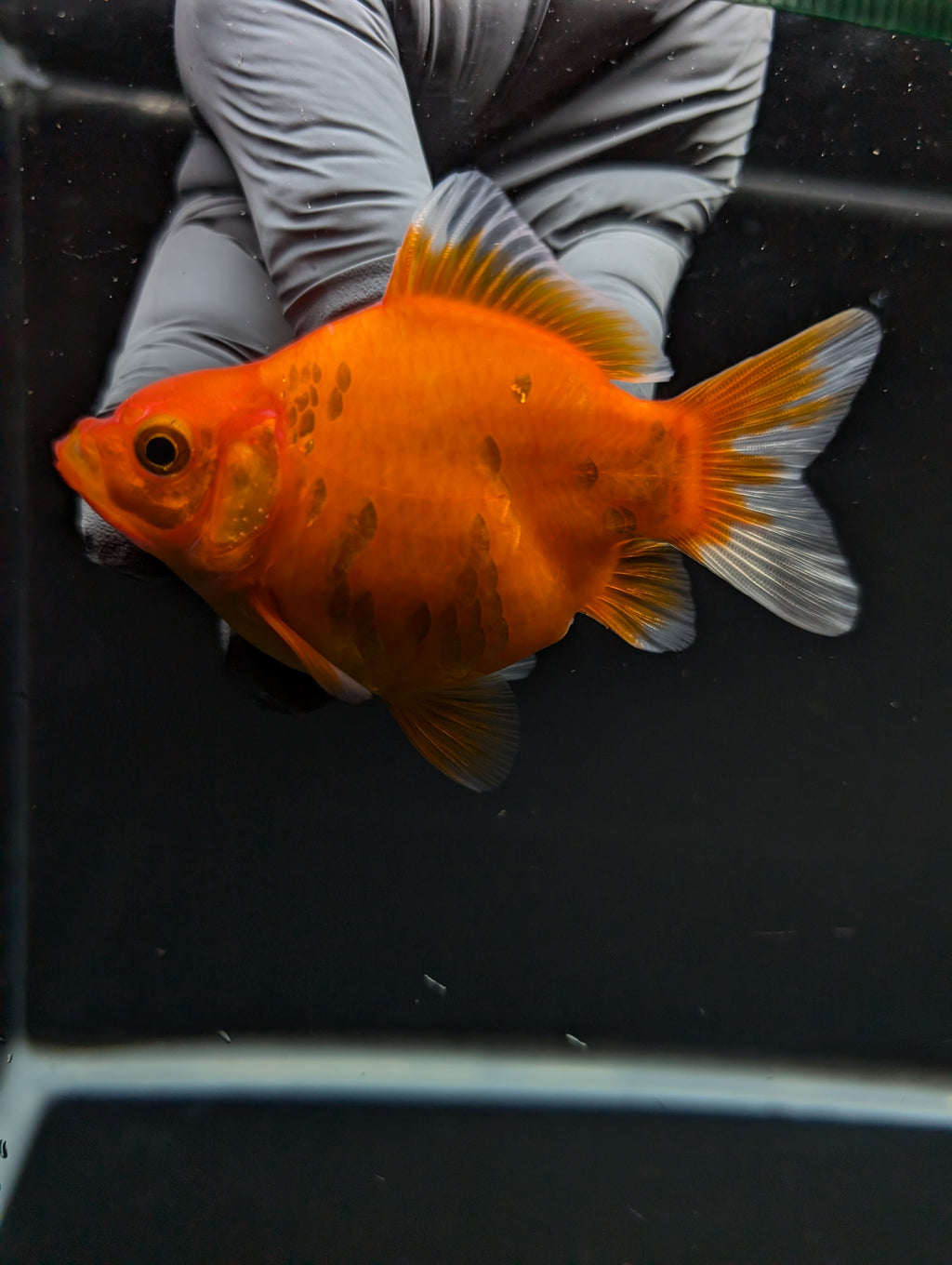 Tamasaba Sakura 3"-3.5" in. ID#1009TM1B-003