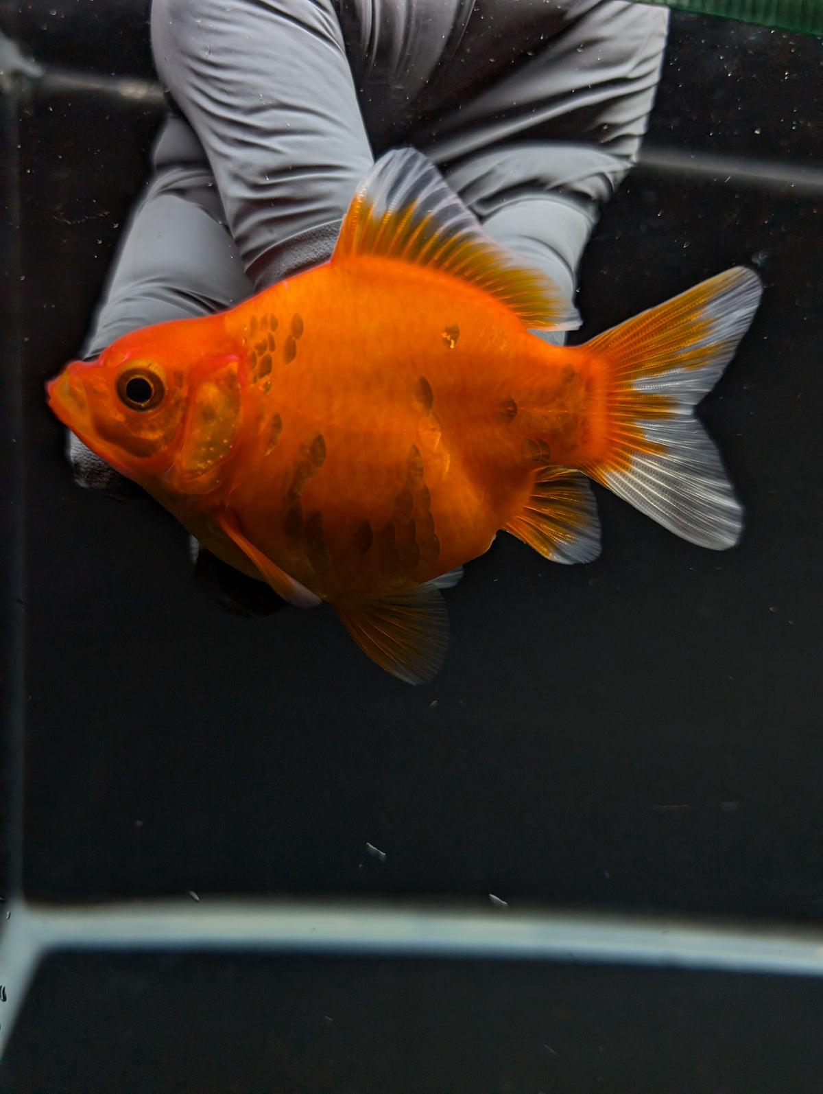 Tamasaba Sakura 3"-3.5" in. ID#1009TM1B-003