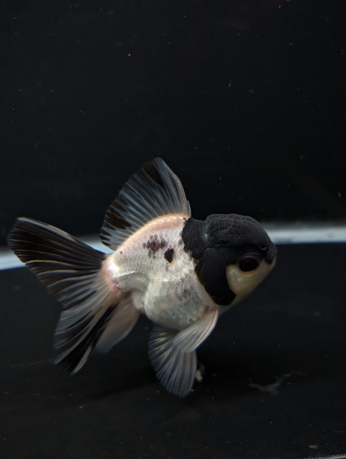 Thai Oranda Panda 4"-4.5"in.  ID#1023T1A-022
