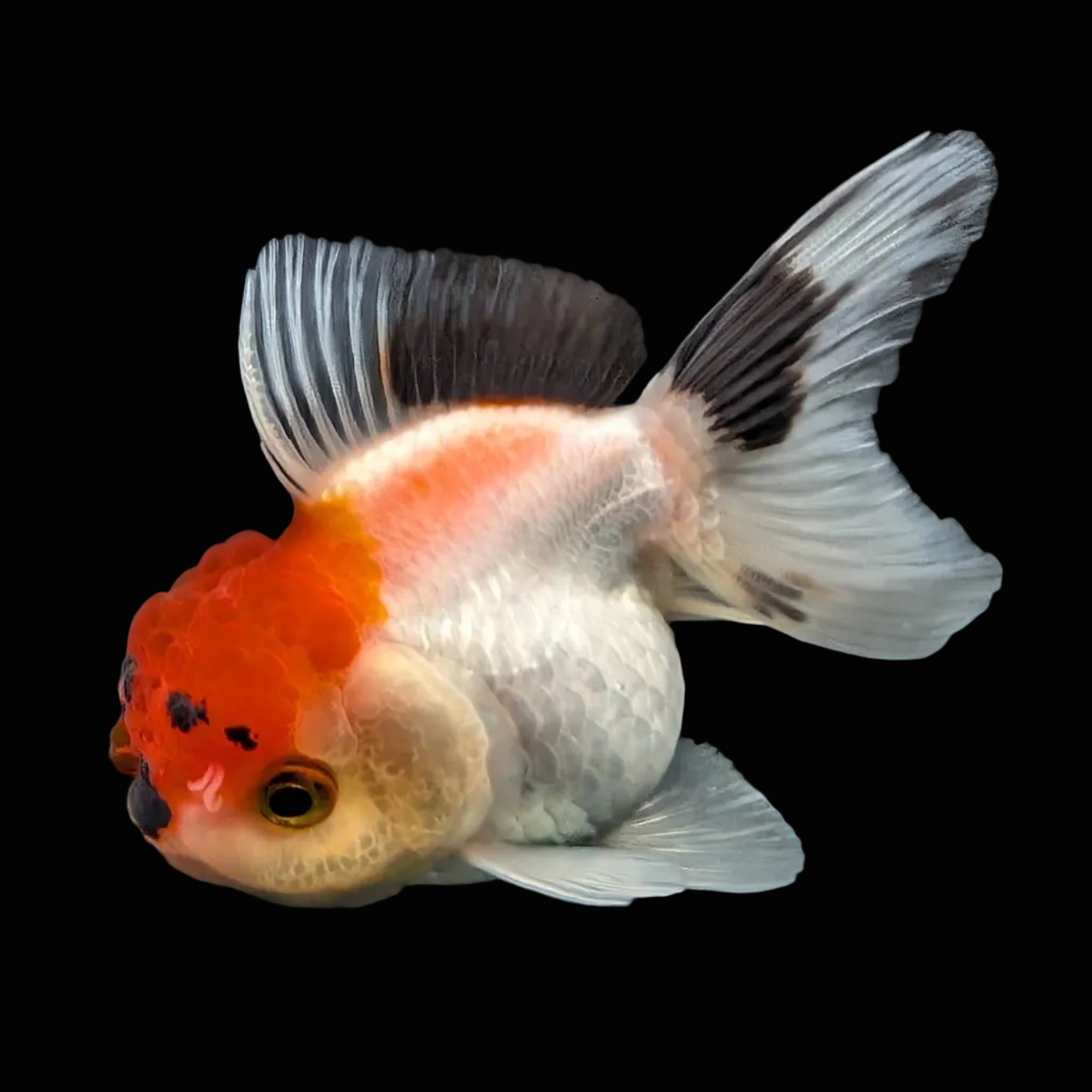Juvenile Oranda Tricolor 3.5"-4" in.  ID#424T1A-007