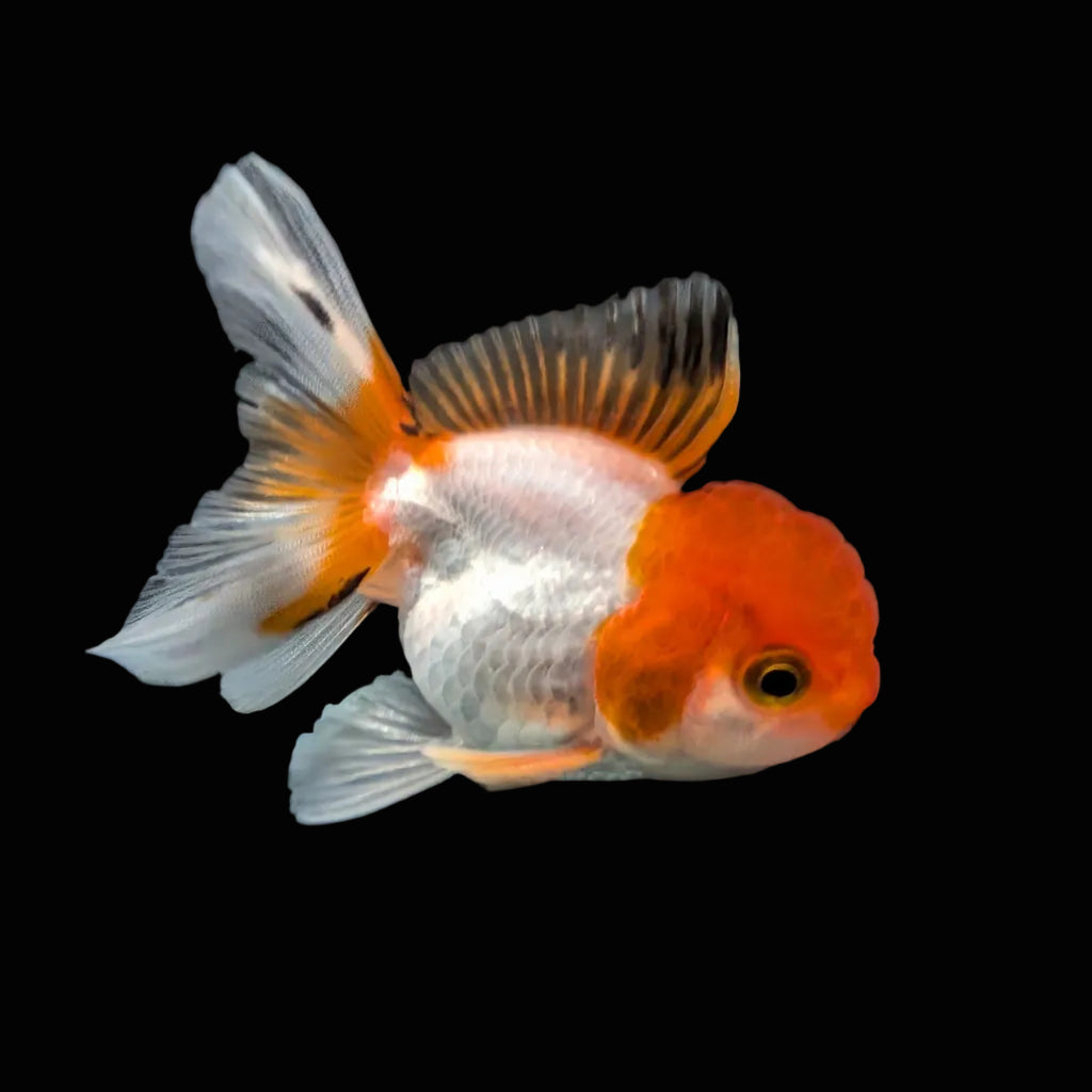 Juvenile Oranda Tricolor 3.5"-4" in.  ID#417T7A-007