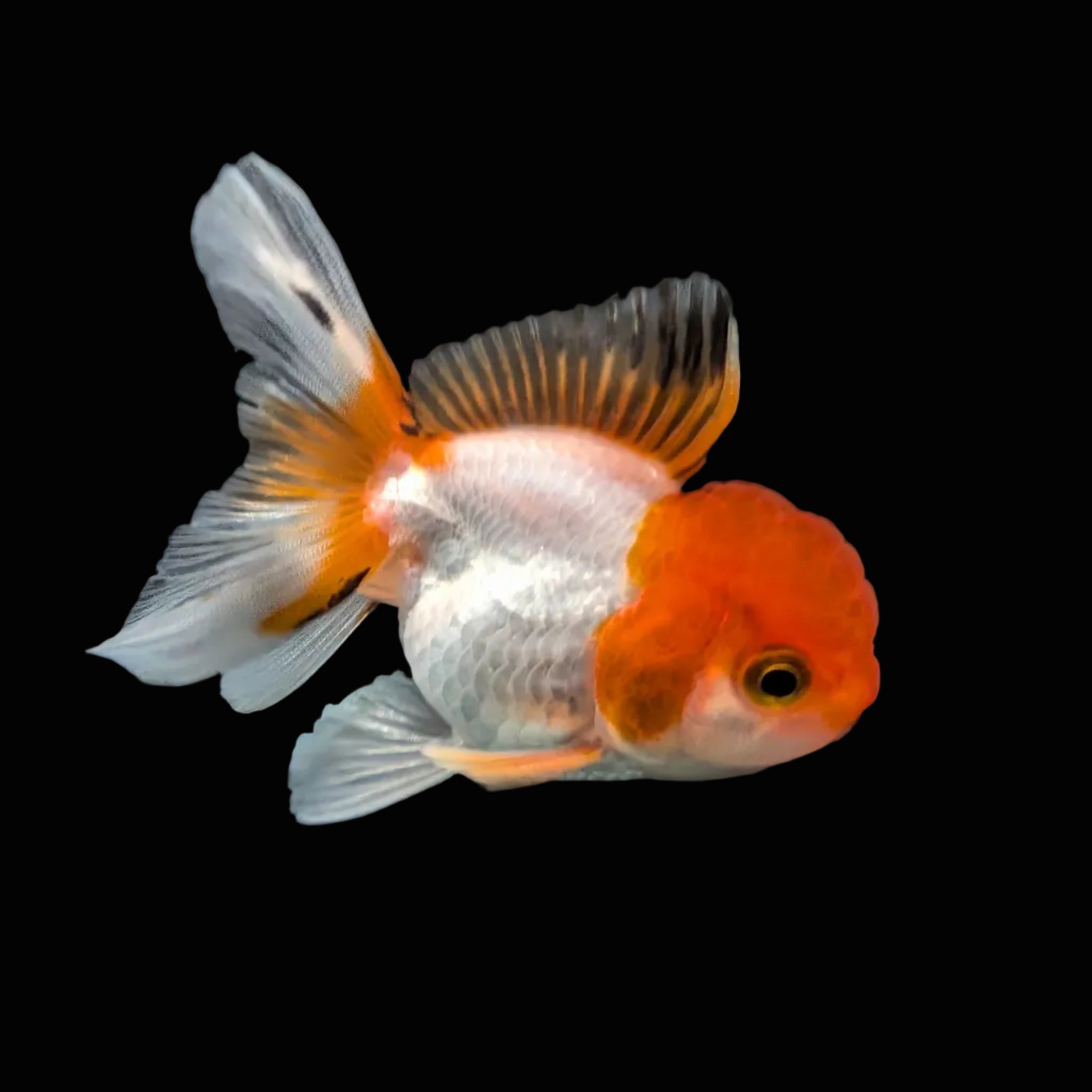 Juvenile Oranda Tricolor 3.5"-4" in.  ID#417T7A-007