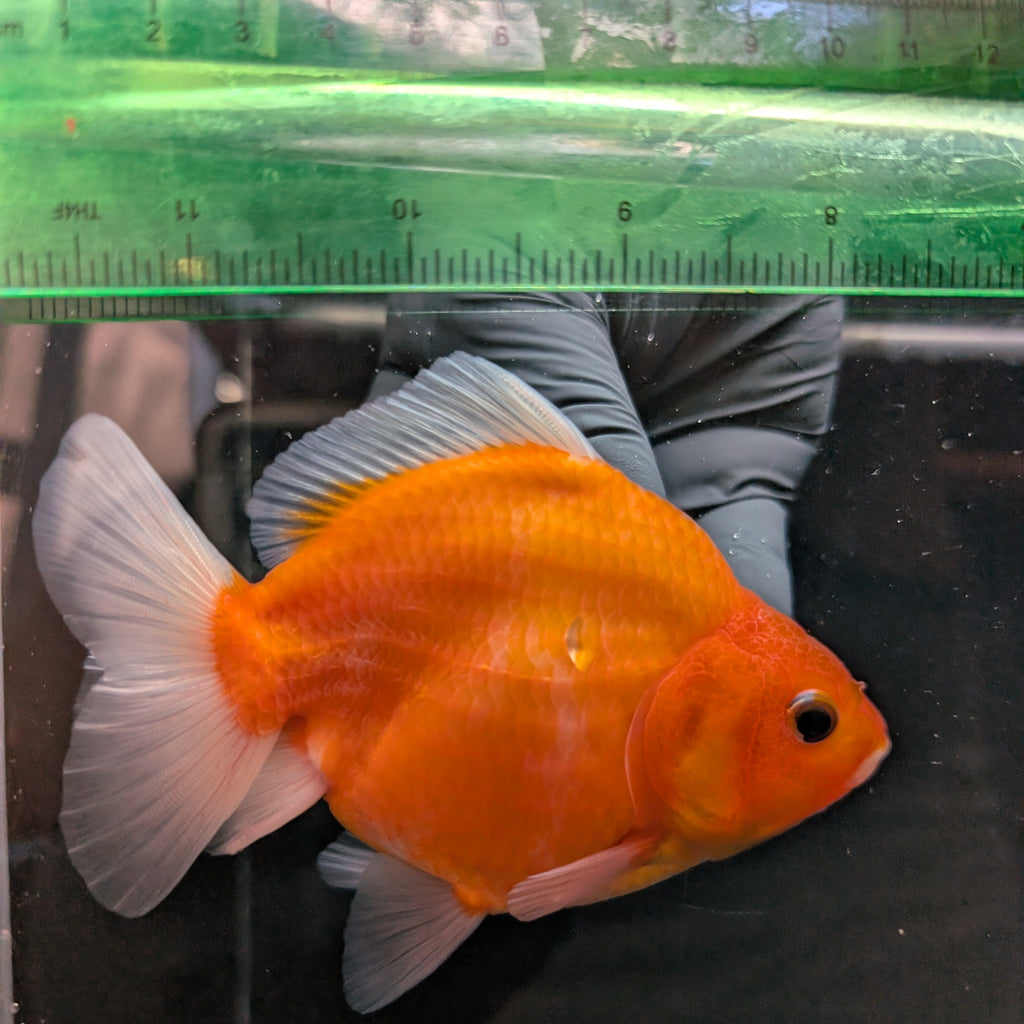 Jumbo Oranda Yuan Bao Sakura   4"-4.5"in. ID#807SB13A-004