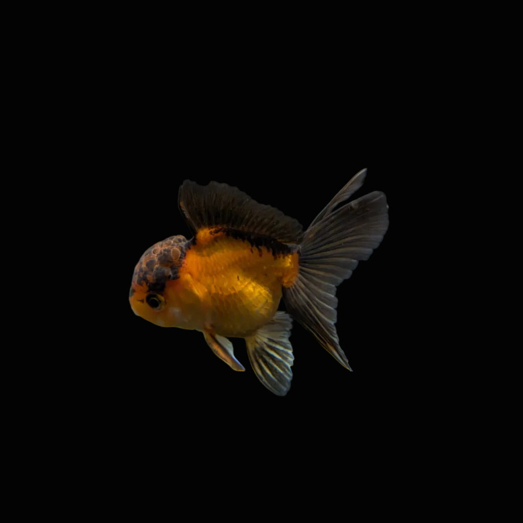 Juvenile Oranda Red Black 3.5"-4" in.  ID#327T13b-035