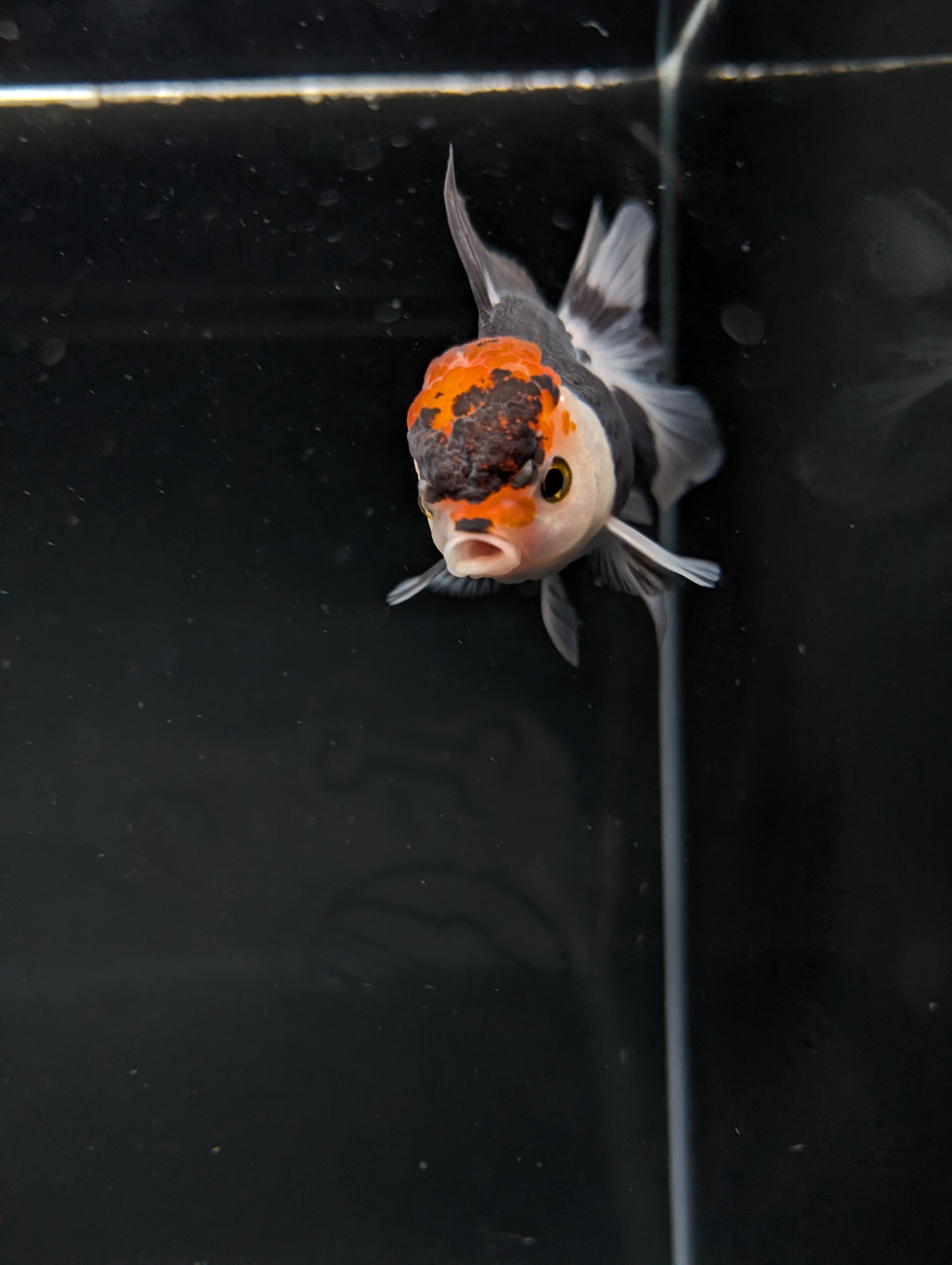 Juvenile Oranda Tricolor 3.5"-4" in.  ID#501T2A-002