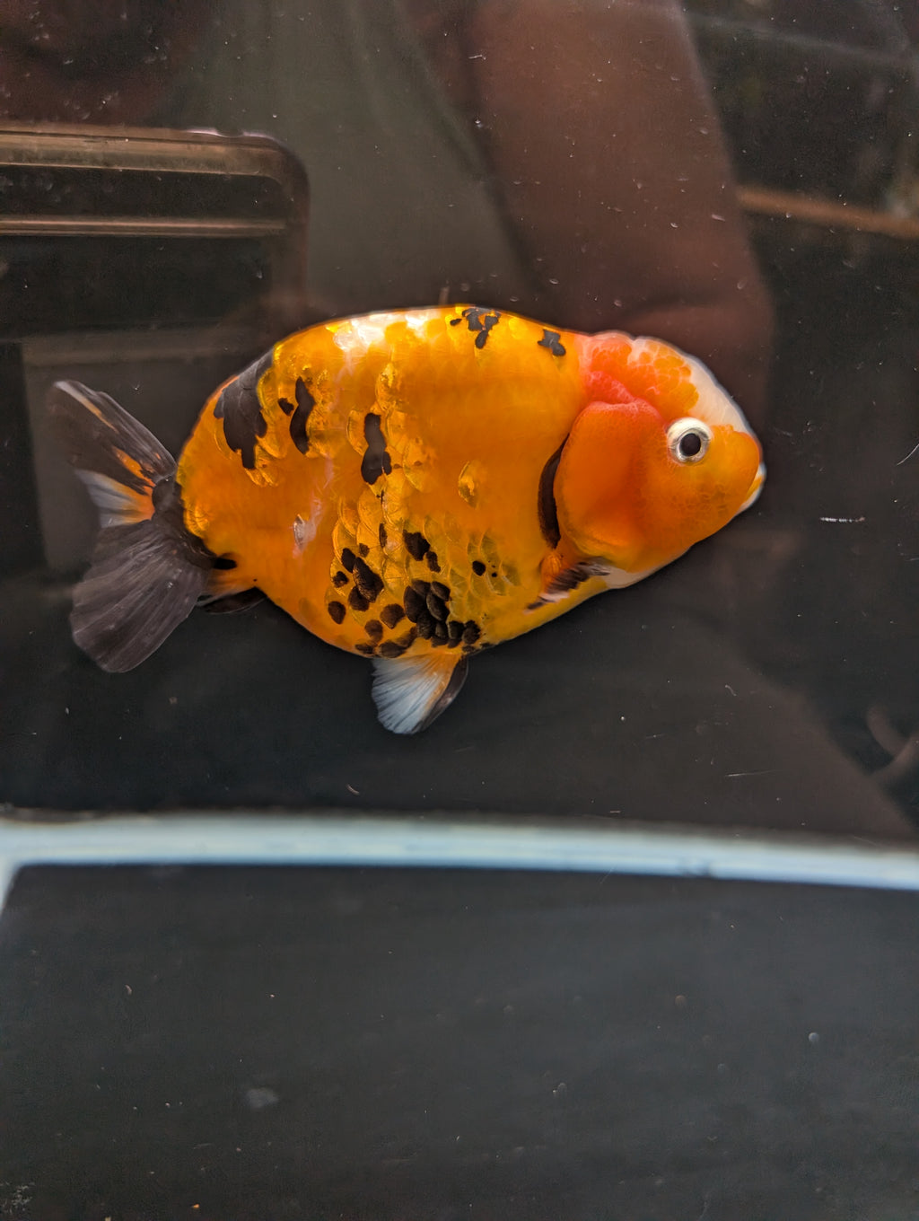 Jumbo Ranchu Calico 4.5"-5" in. ID#821R8A-032