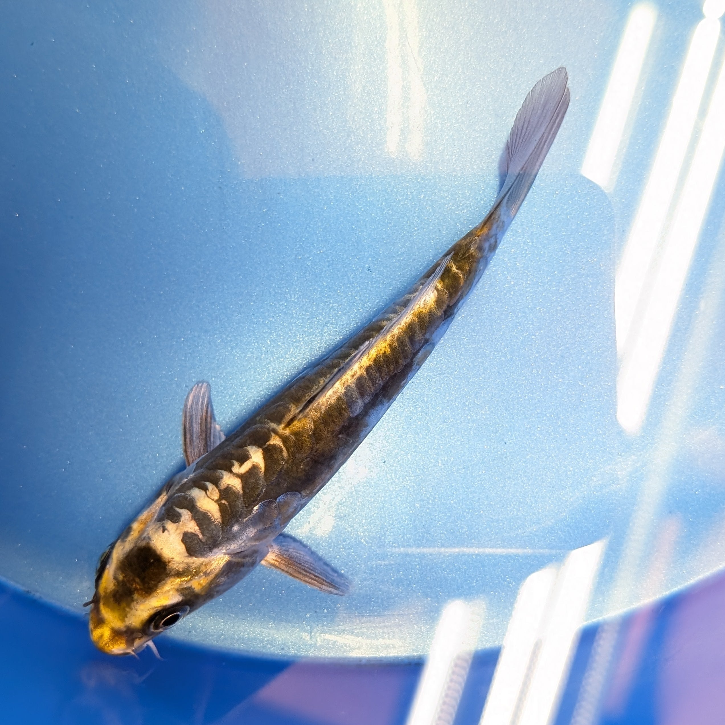 Kin Kikokuryu Koi  4"in. ID#806BFK-025