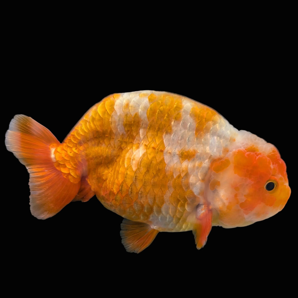 Jumbo Ranchu Sakura 4.5"-5" in. ID#1009R8A-051