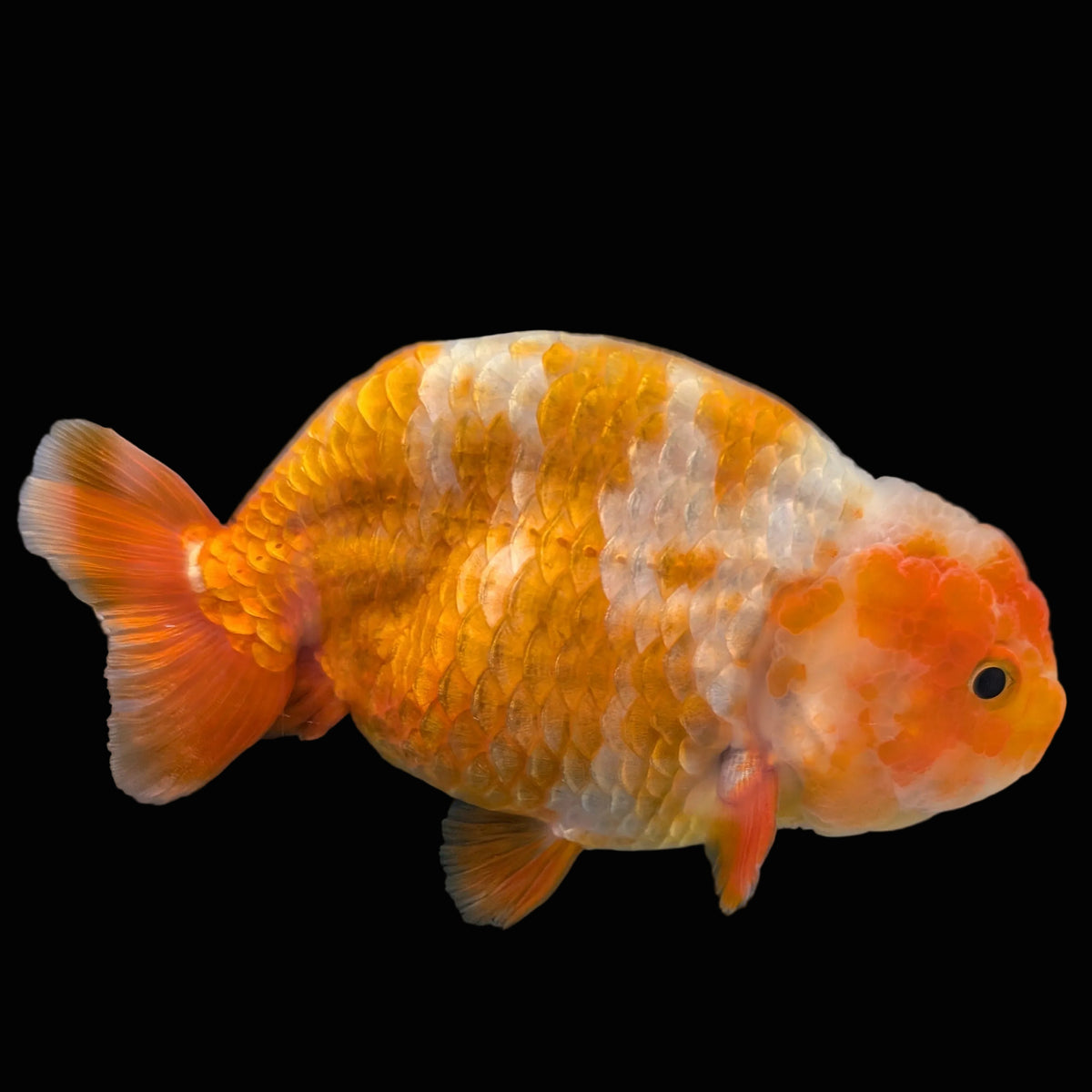 Jumbo Ranchu Sakura 4.5"-5" in. ID#1009R8A-051