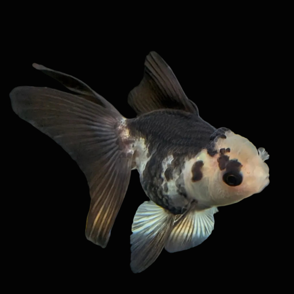 Thai Baby Oranda Panda 3"in.  ID#807T1A-005