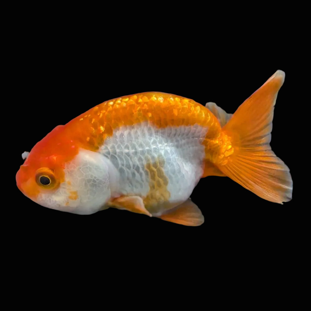 Ranchu Red White 3.5"-4"in. ID#821R4A-054