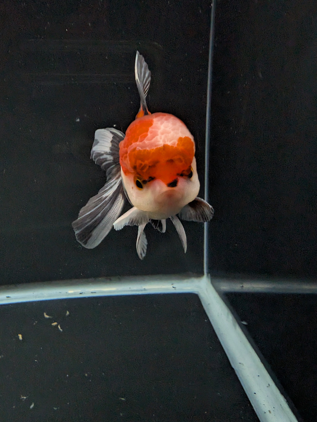 BOWSER *Boss 501 Juvenile Oranda Tricolor 3.5"-4" in.  ID#501T2A-009
