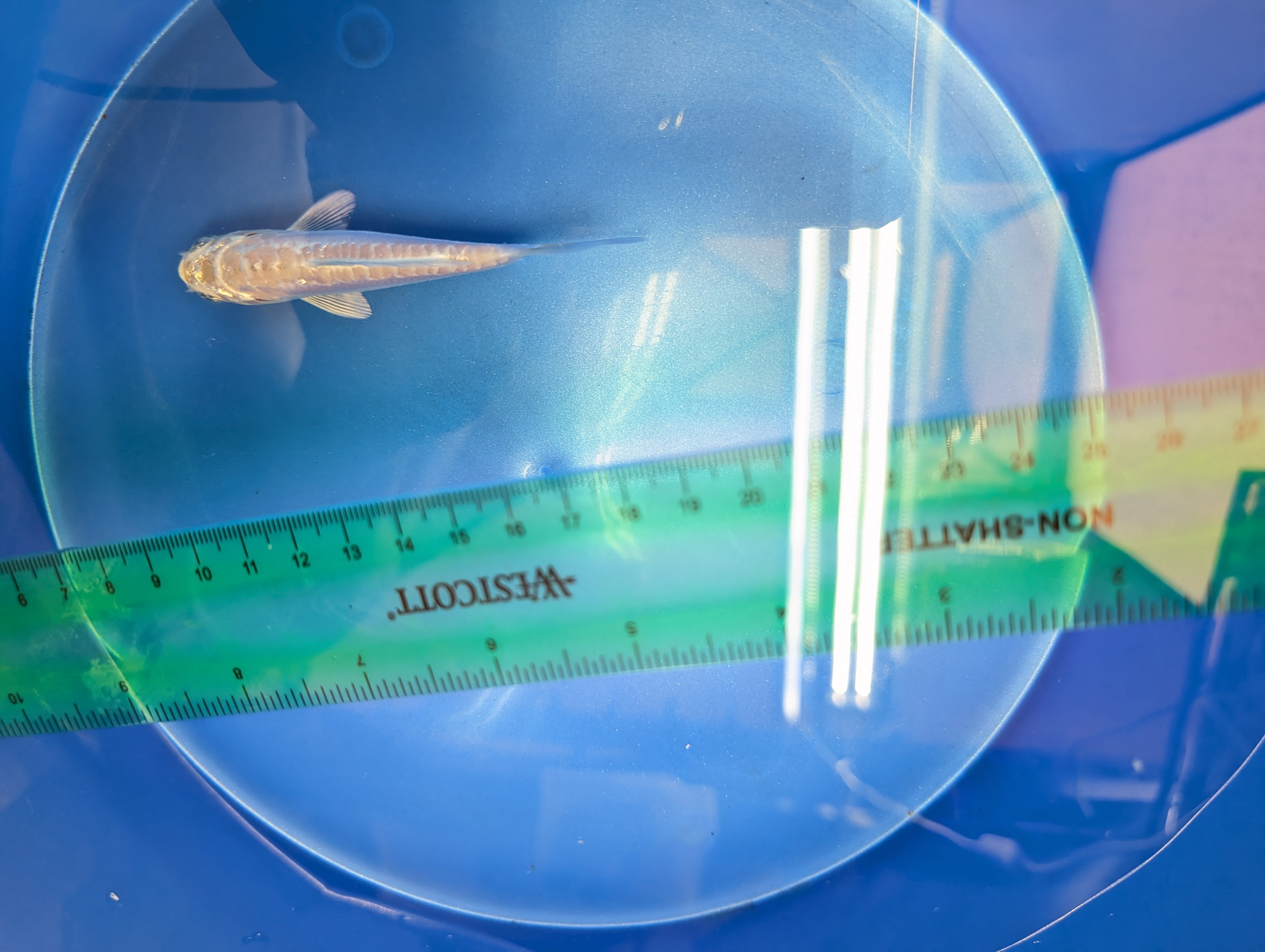 Doitsu Platinum Ogon Koi  4"in. ID#806BFK-018