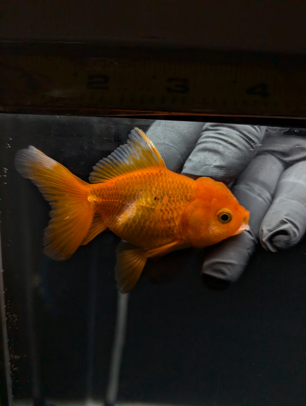 Juvenile Oranda Red Black 3"-3.5"in.  ID#529T1A-061