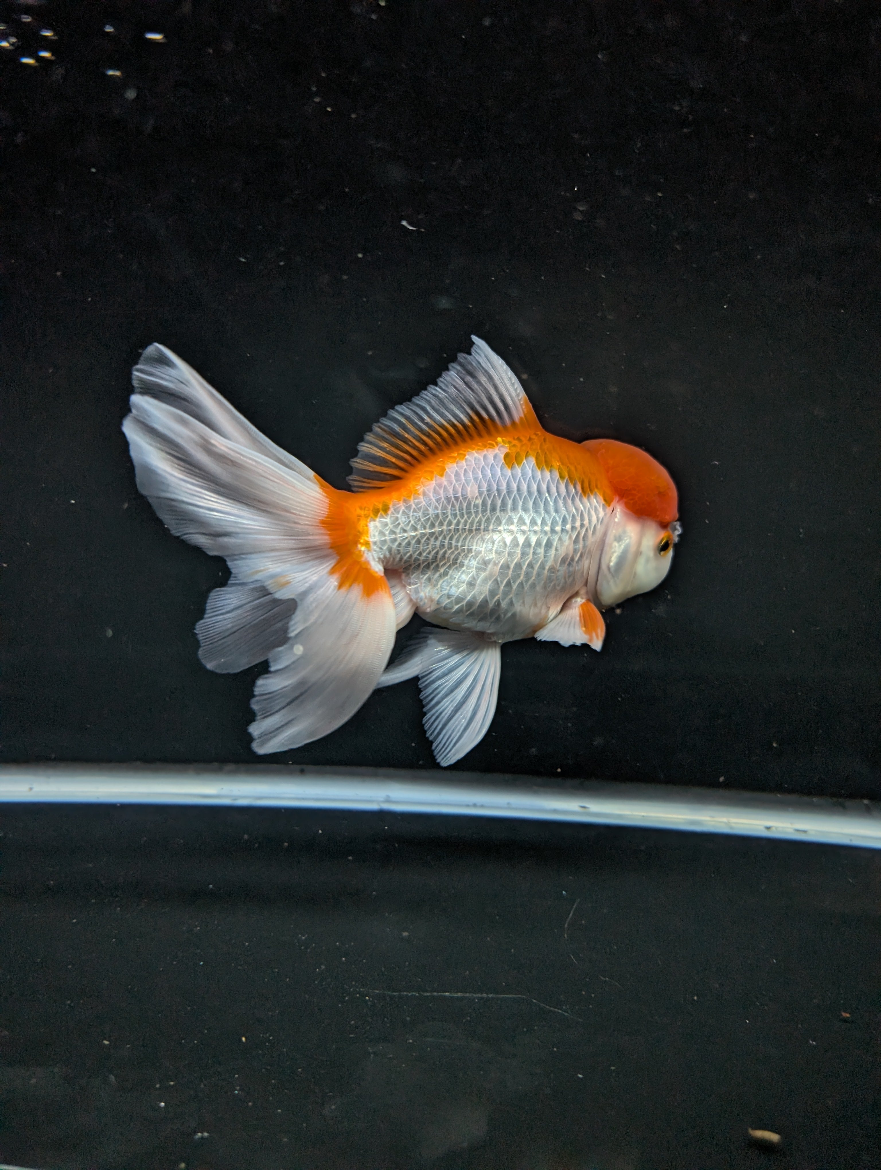 Jumbo Oranda Red White 6.5"-7"in.  ID#522T4B-001