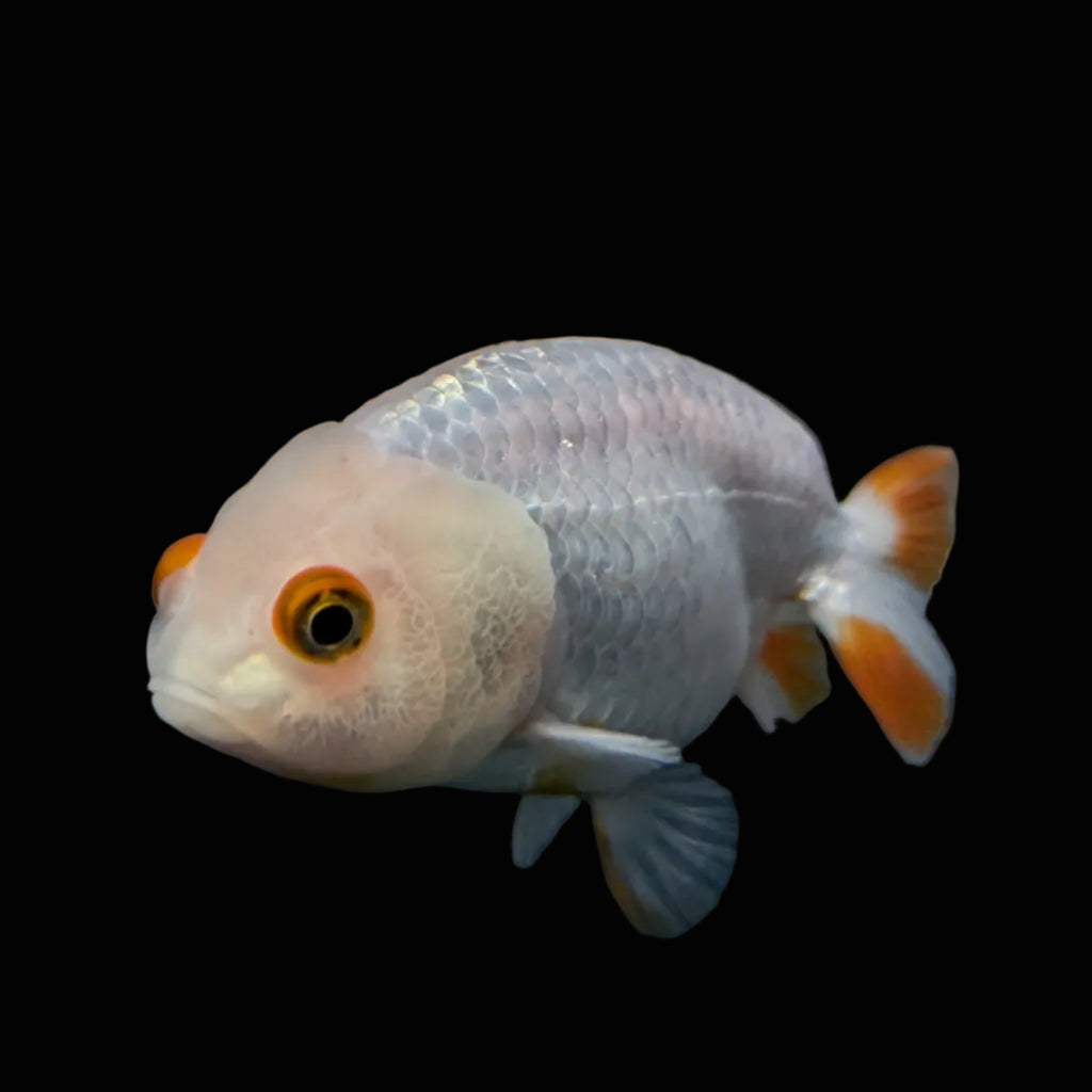 Ranchu Red White 3.5"-4"in. ID#821R4A-052