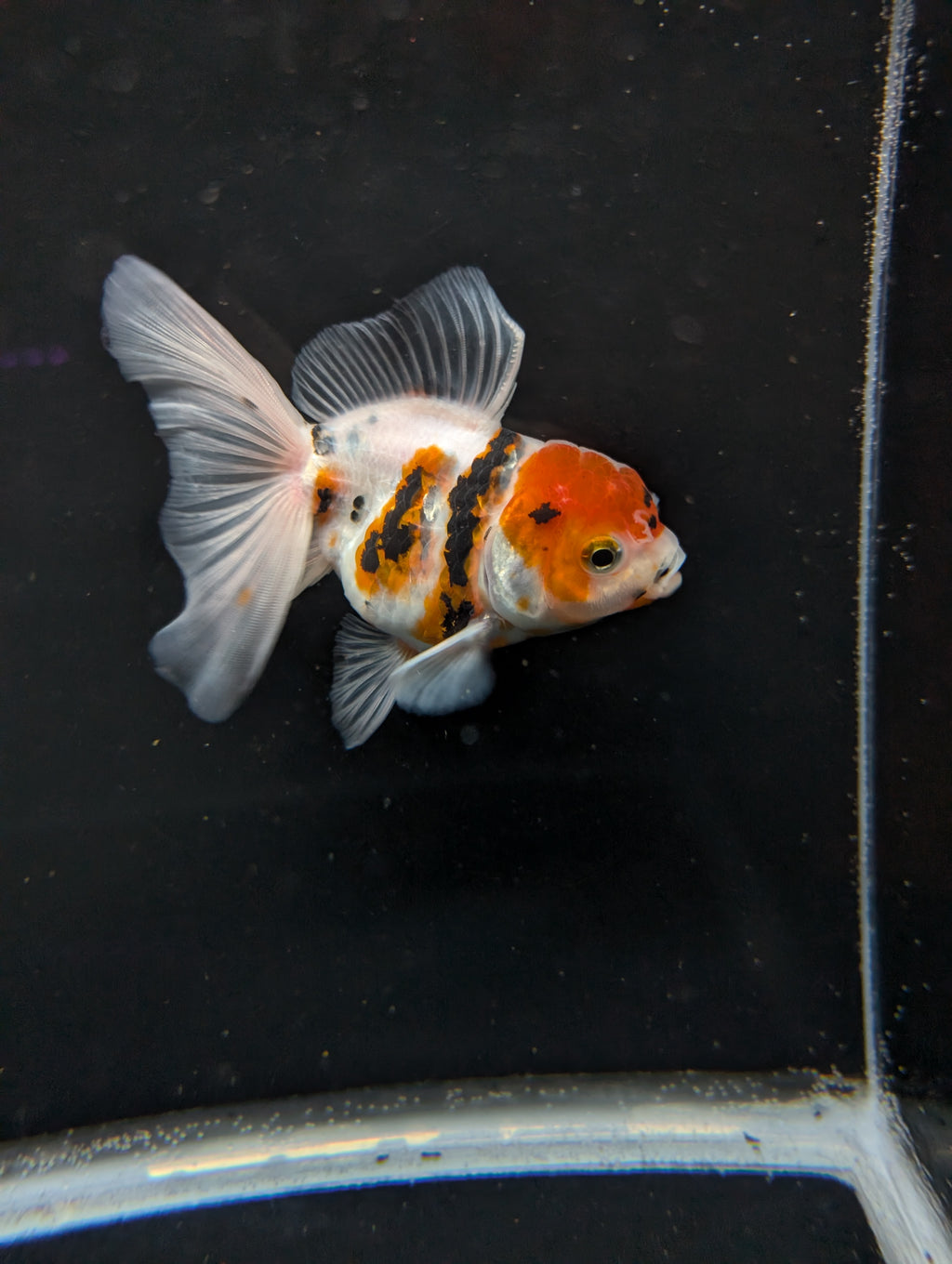 Thai Oranda White Tiger Calico 4"-4.5"in.  ID#1016T1A-002