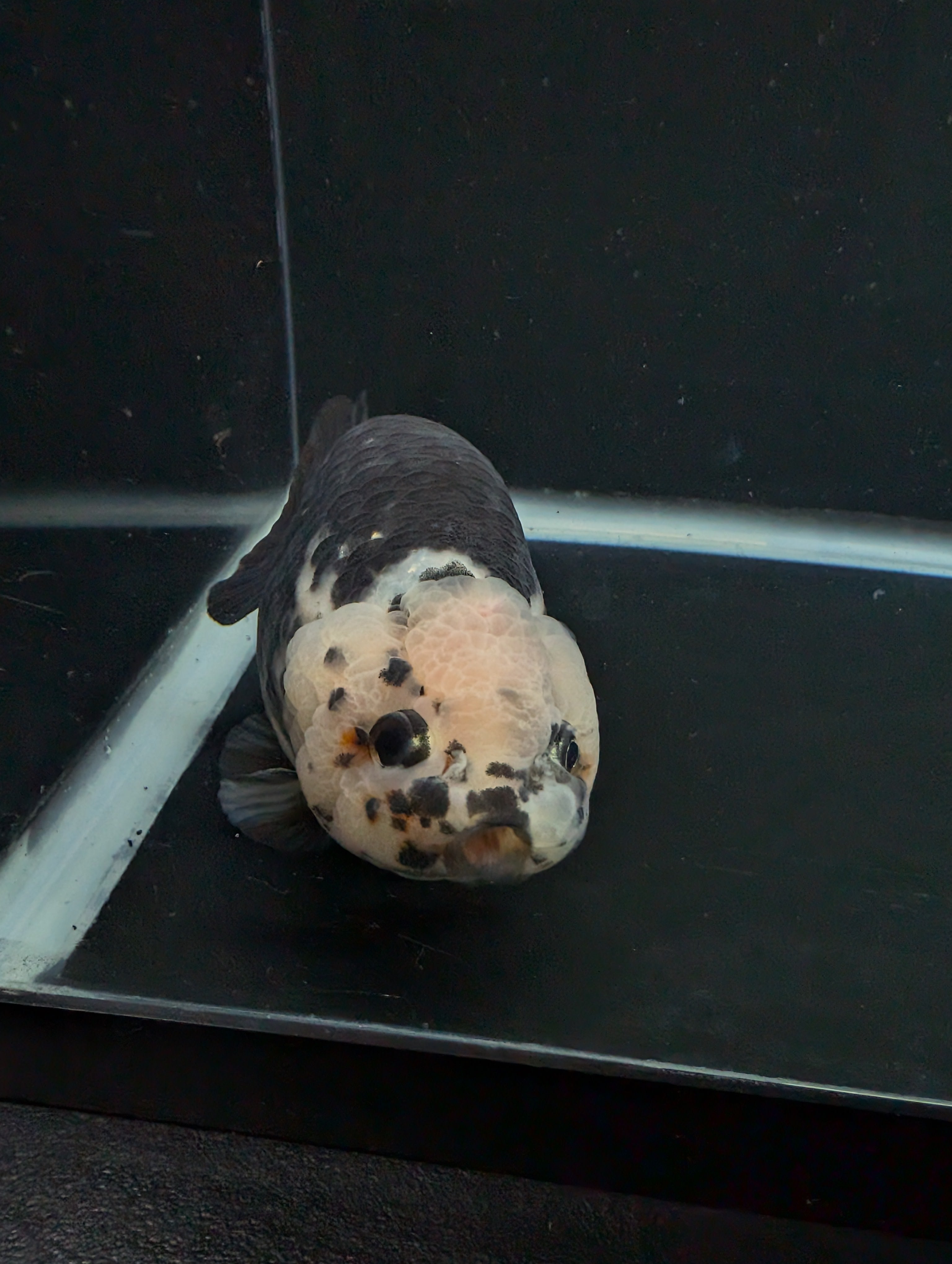 Jumbo Ranchu Heavy Ink Calico 4.5"-5" in. ID#828R8A-053