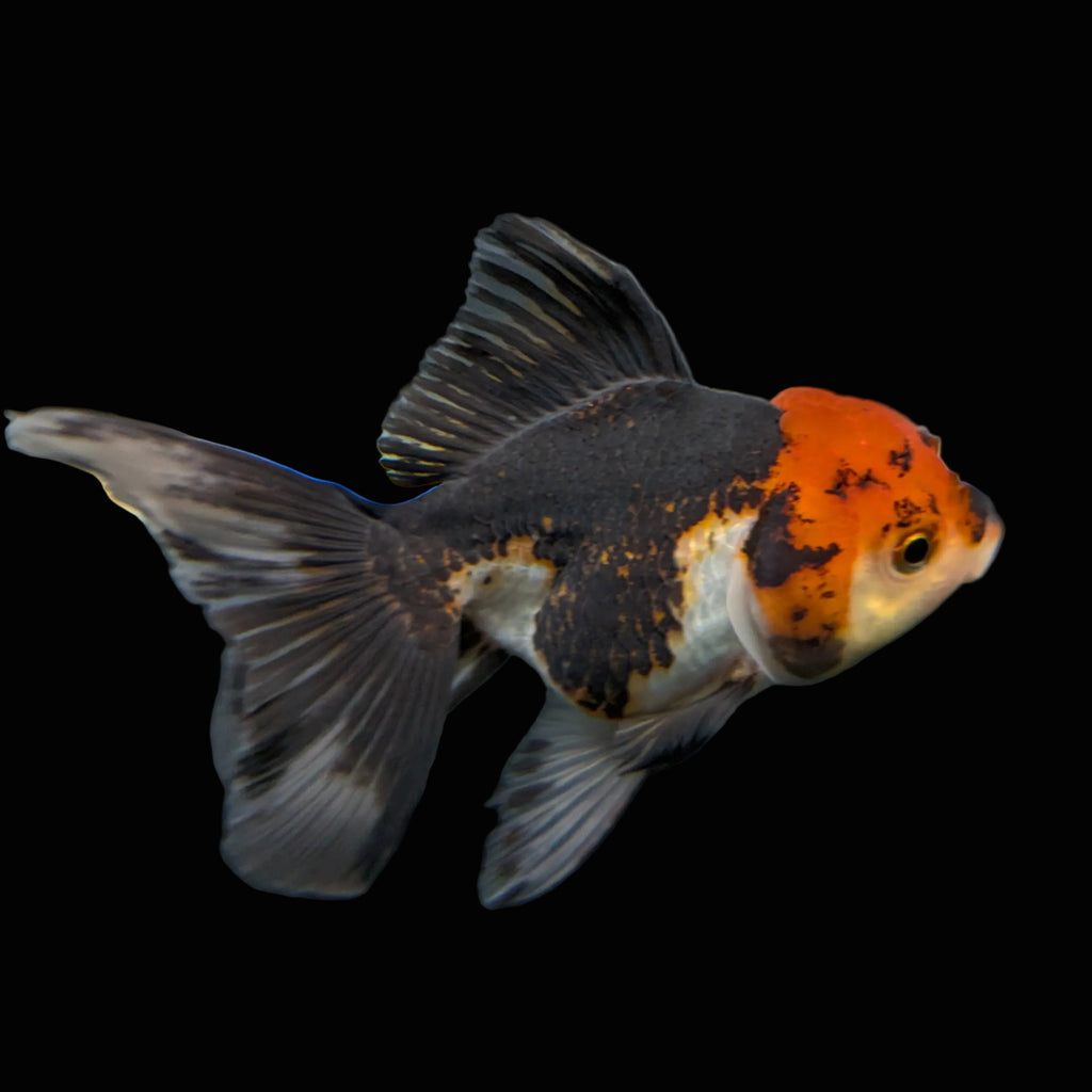 Thai Juvenile Oranda Tricolor 3.5"-4"in.  ID#724T1A-021