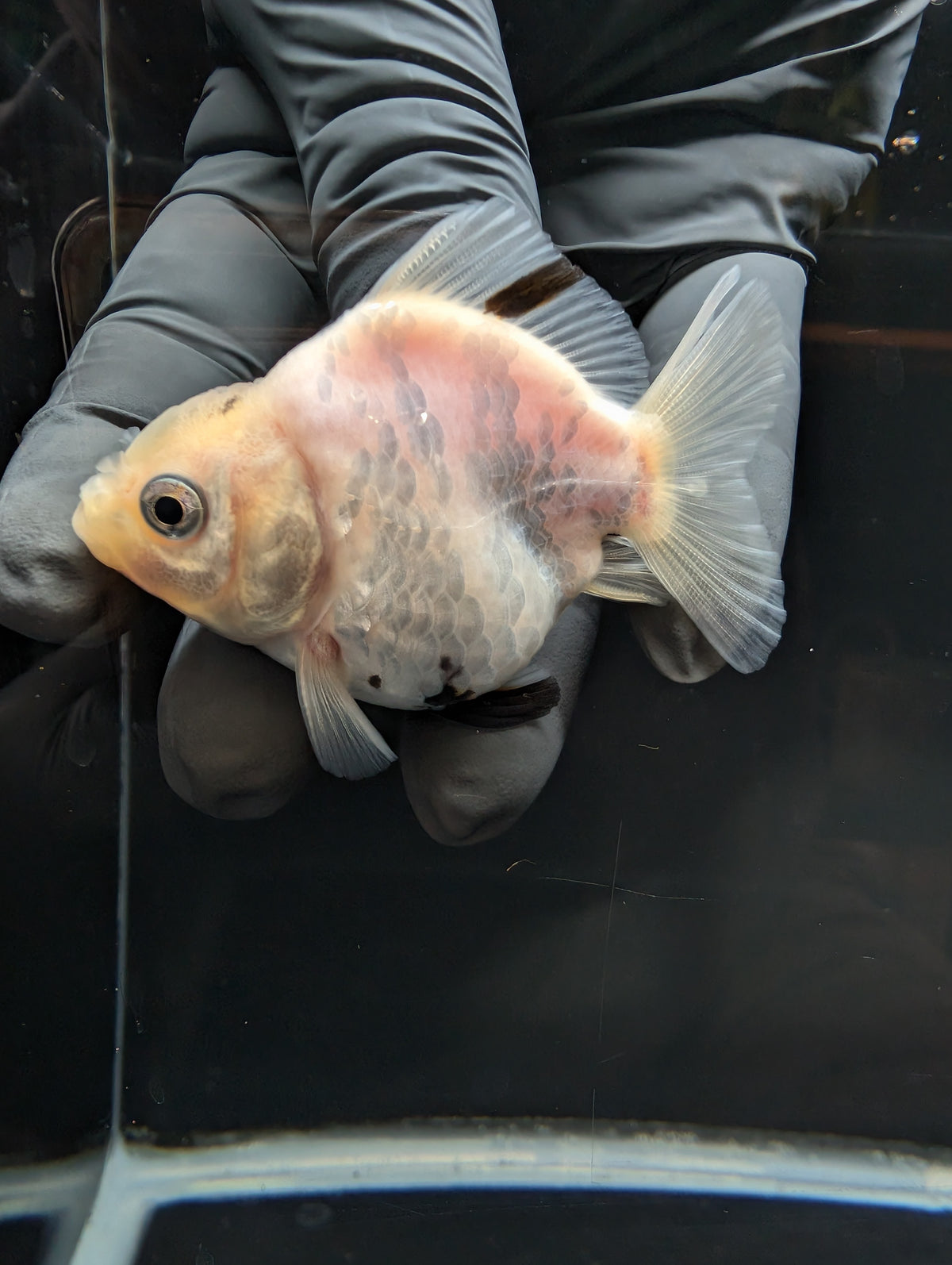 Baby Thai Shogun Oranda White Tiger 2"-2.5" in. ID#1023BSG11A-025
