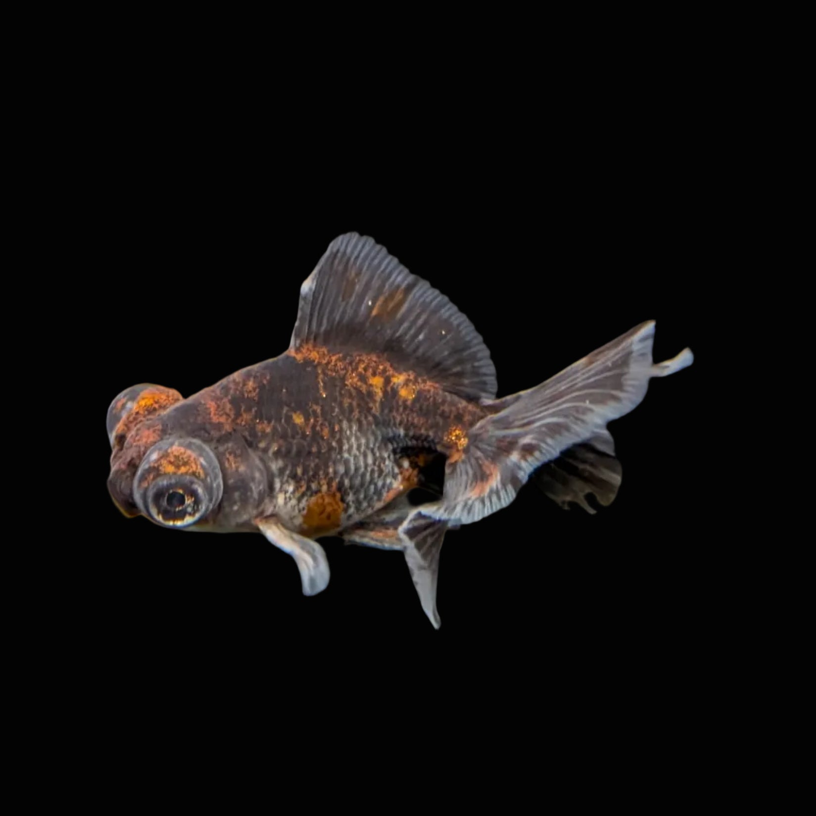 Telescope Butterfly Kirin Calico 3.5"-4" in. ID#508B4A-004